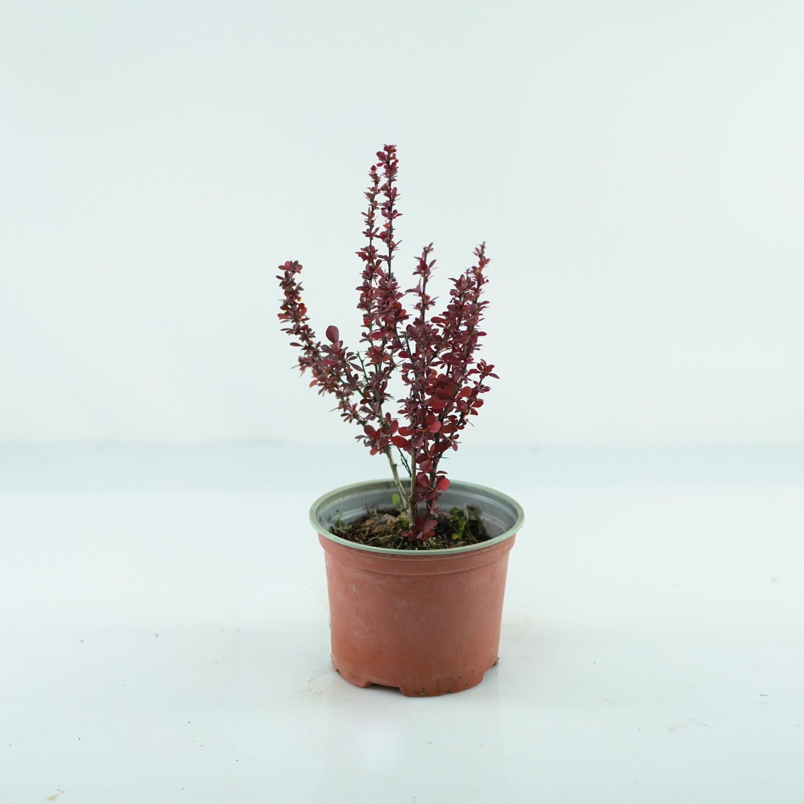 BERBERIS THUNBERGII 'VOLCANO' Berberys