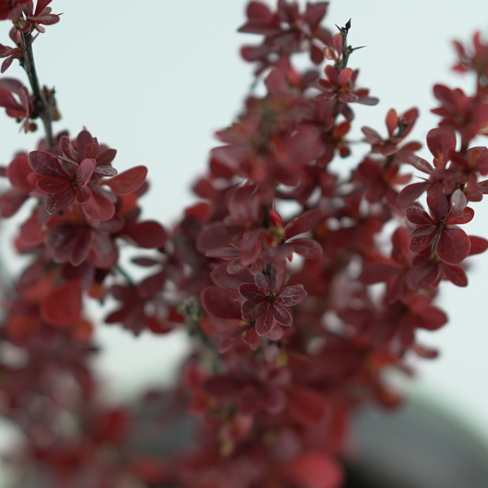 BERBERIS THUNBERGII 'VOLCANO' Berberys