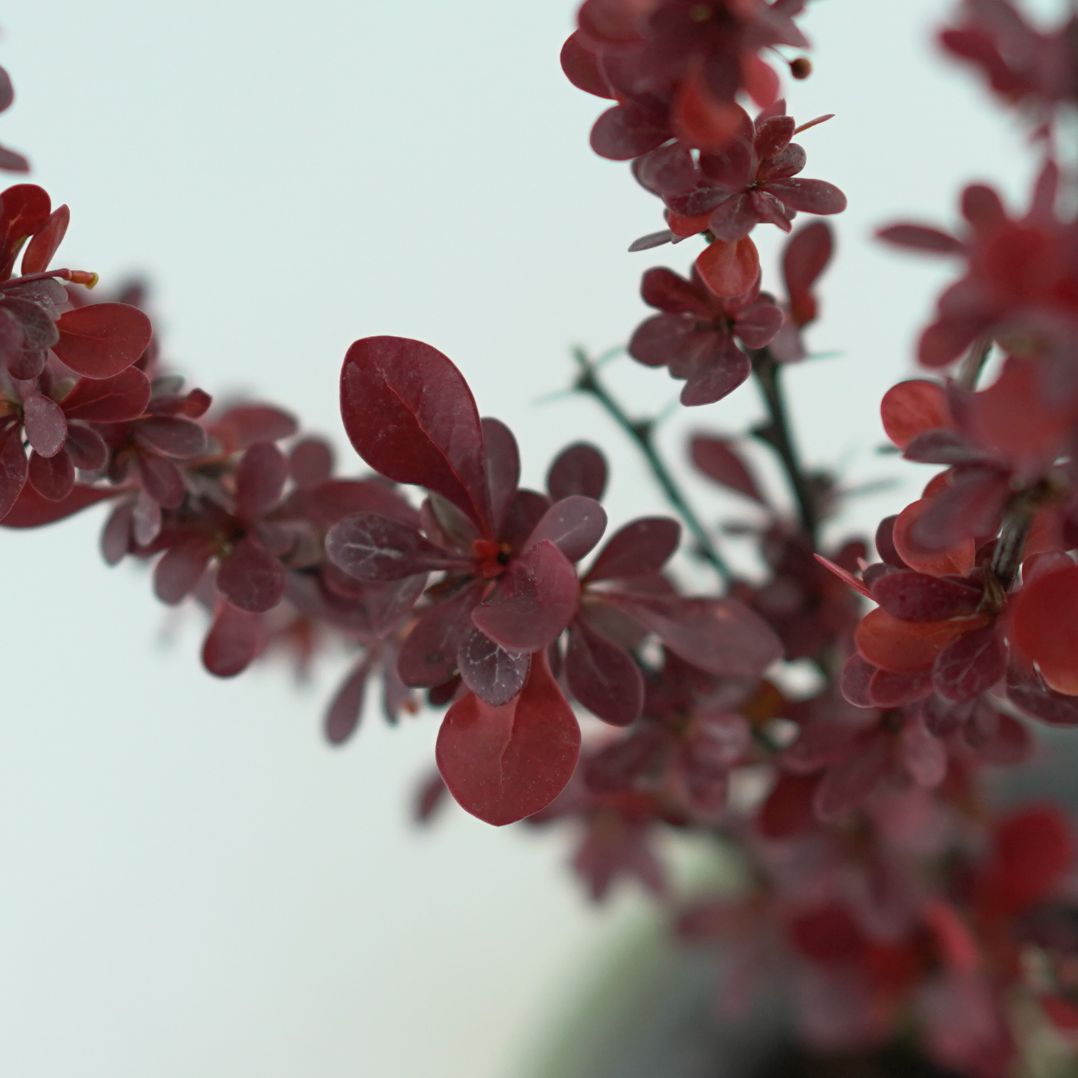 BERBERIS THUNBERGII 'VOLCANO' Berberys