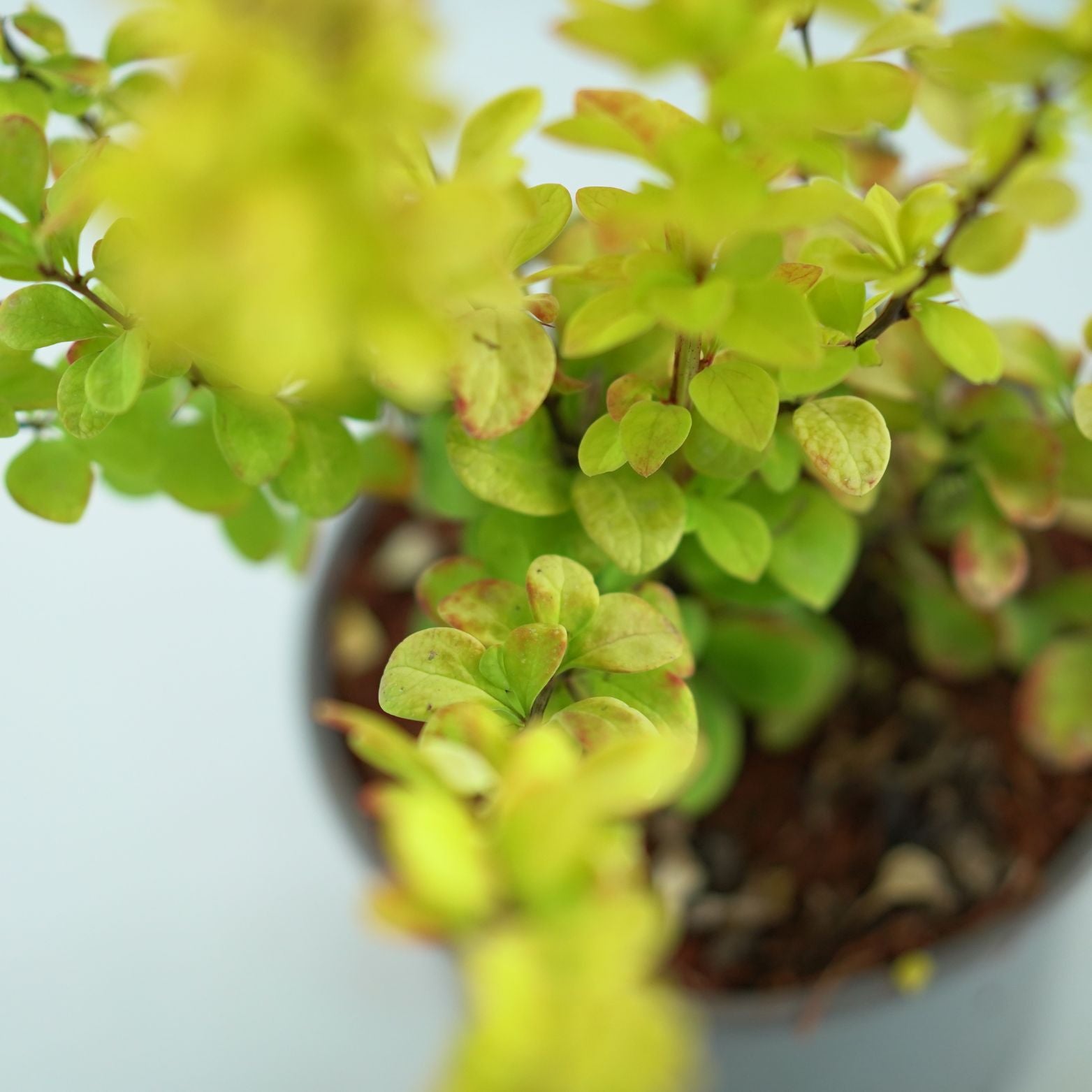 BERBERIS THUNBERGII YellowTower Berberys