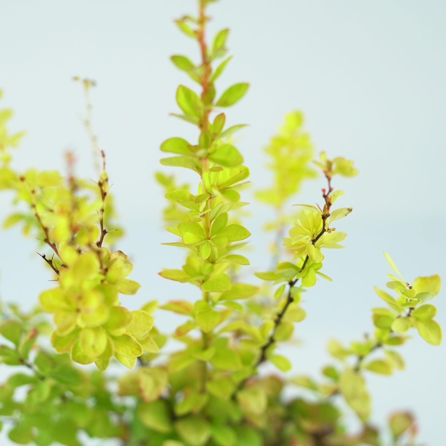 BERBERIS THUNBERGII YellowTower Berberys