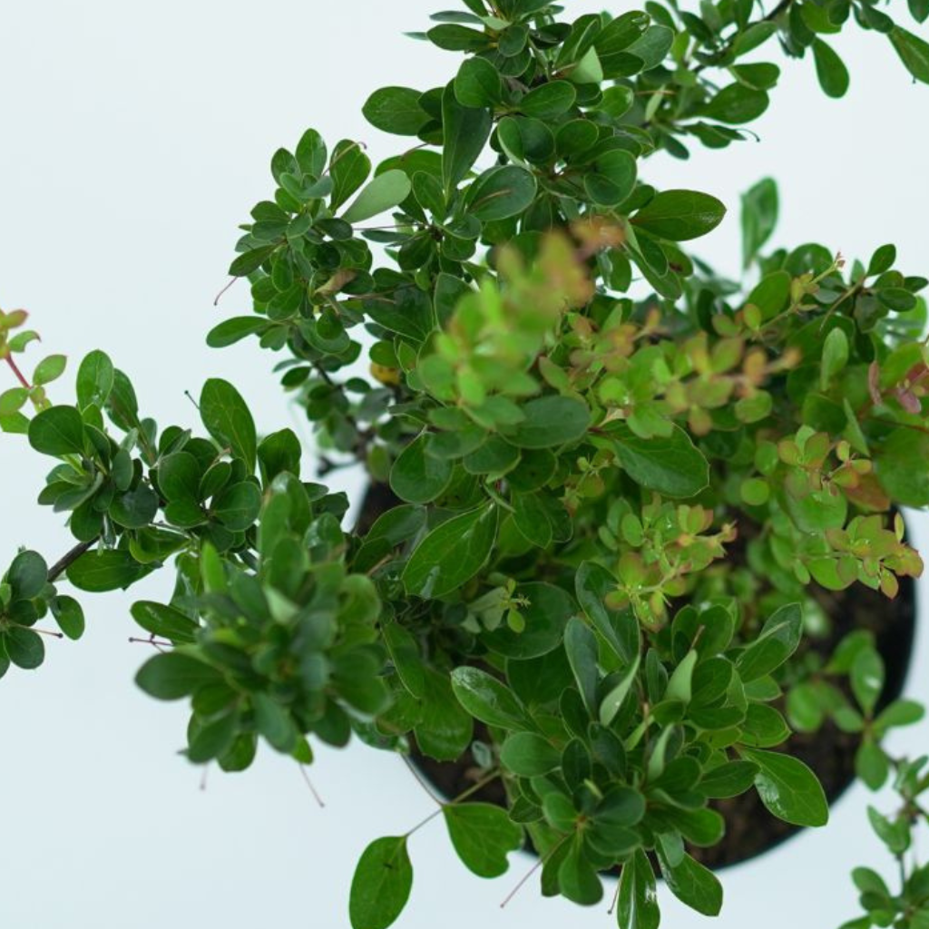 BERBERIS 'BUXIFOLIA NANA' Berberys bukszpanolistny