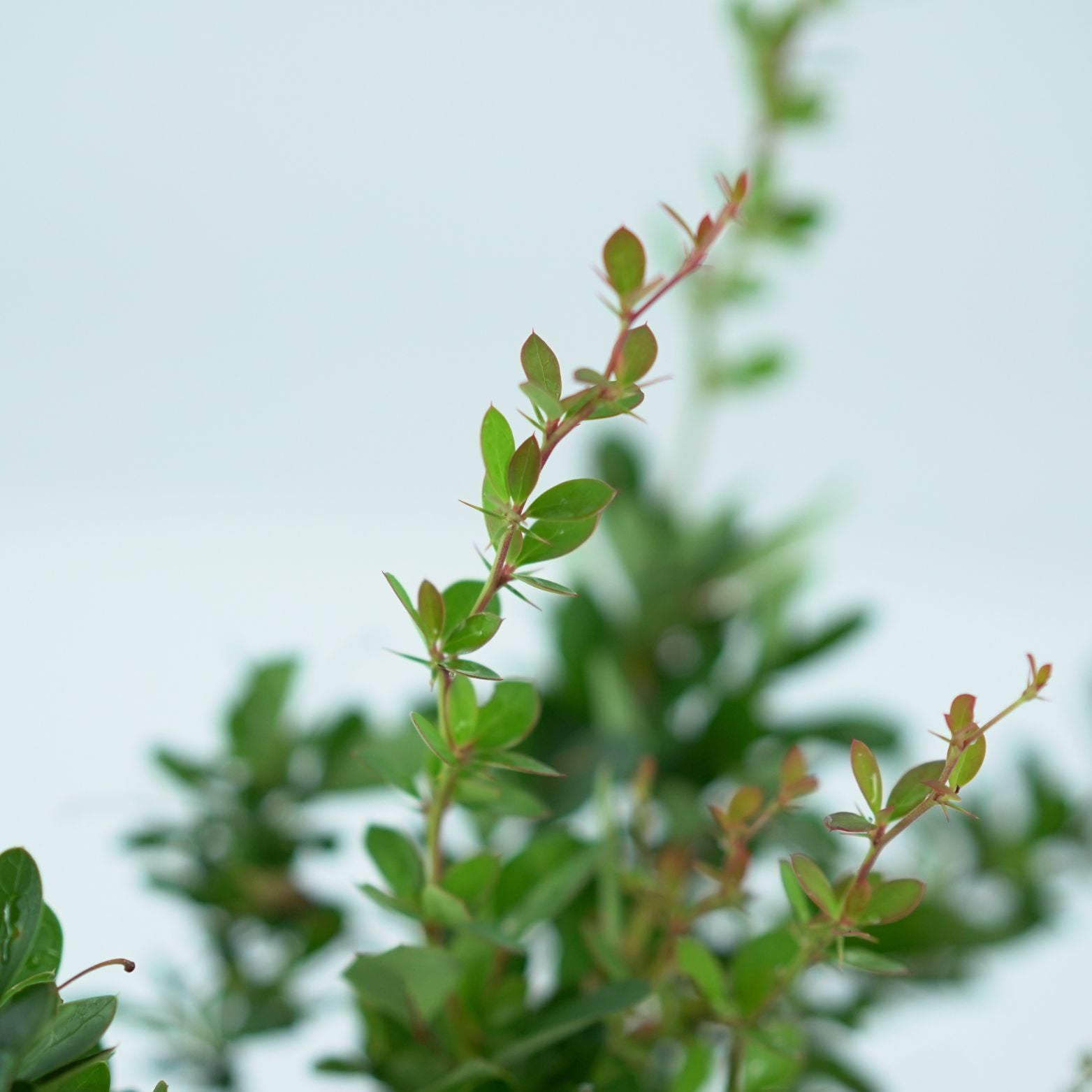BERBERIS 'BUXIFOLIA NANA' Berberys bukszpanolistny