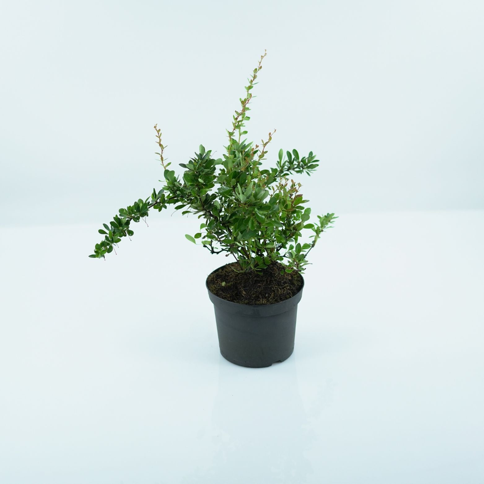 BERBERIS 'BUXIFOLIA NANA' Berberys bukszpanolistny