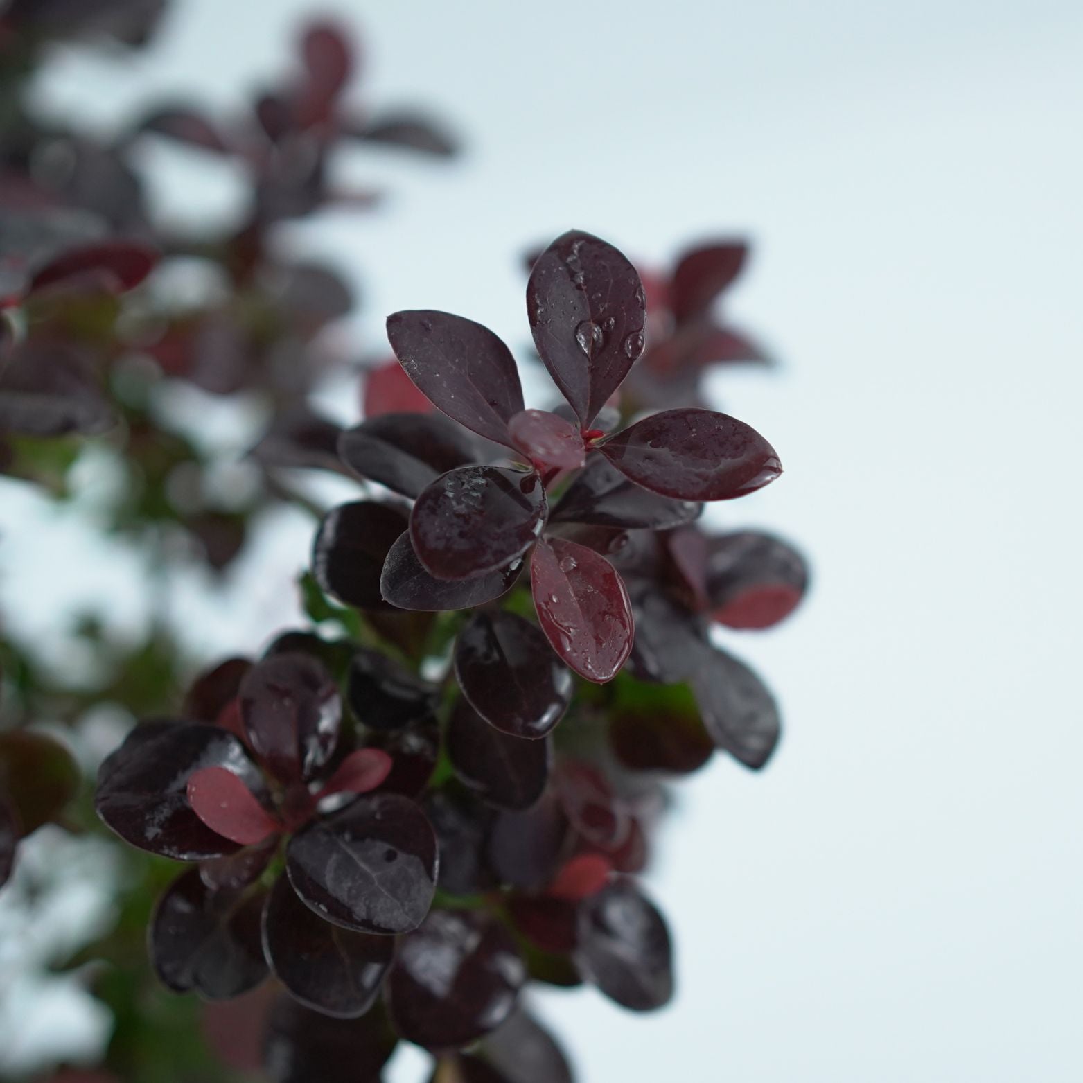 BERBERIS THUNBERGA 'CONCORDE' Berberys