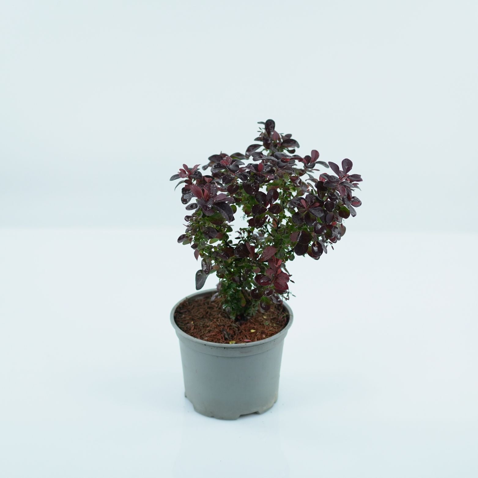 BERBERIS THUNBERGA 'CONCORDE' Berberys