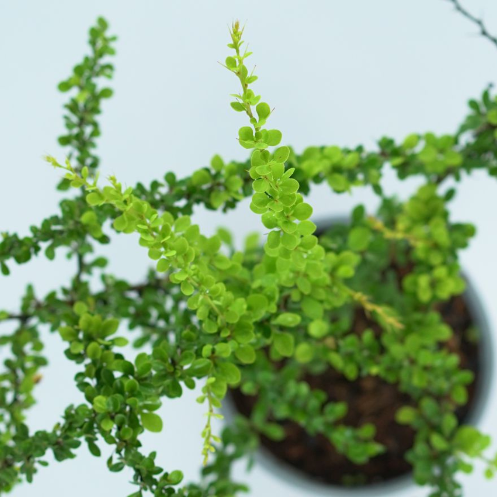 BERBERIS THUNBERGA 'GREEN CARPET' Berberys