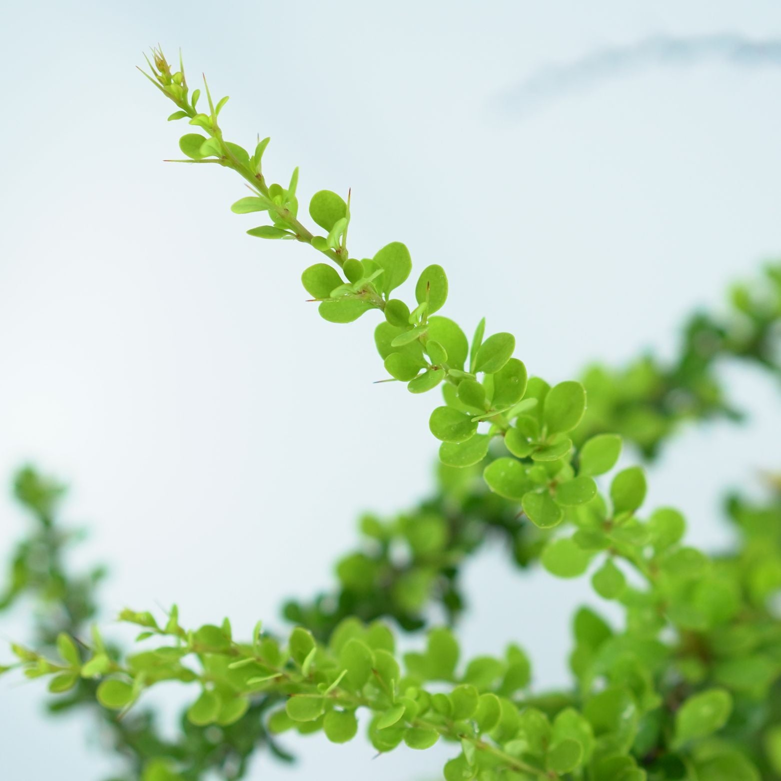 BERBERIS THUNBERGA 'GREEN CARPET' Berberys