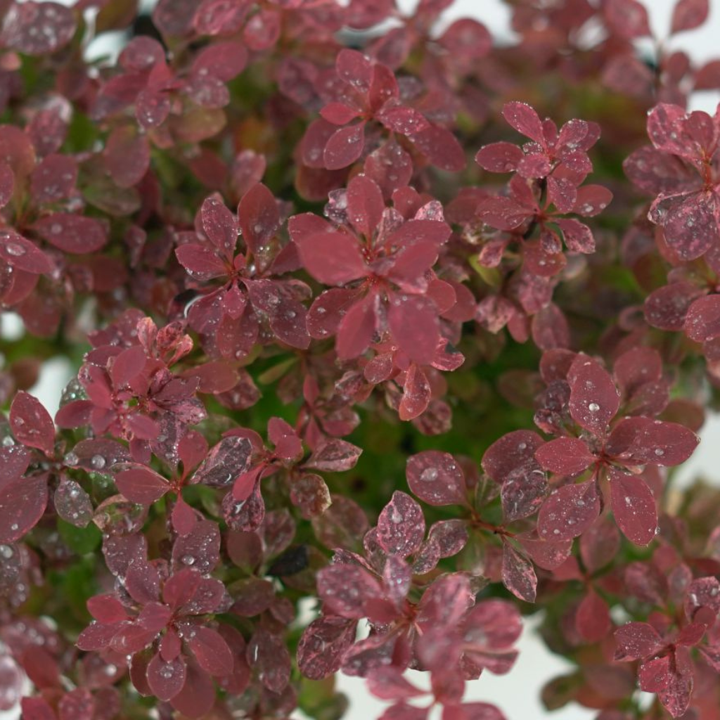 BERBERIS THUNBERGA 'INSPIRATION' Berberys