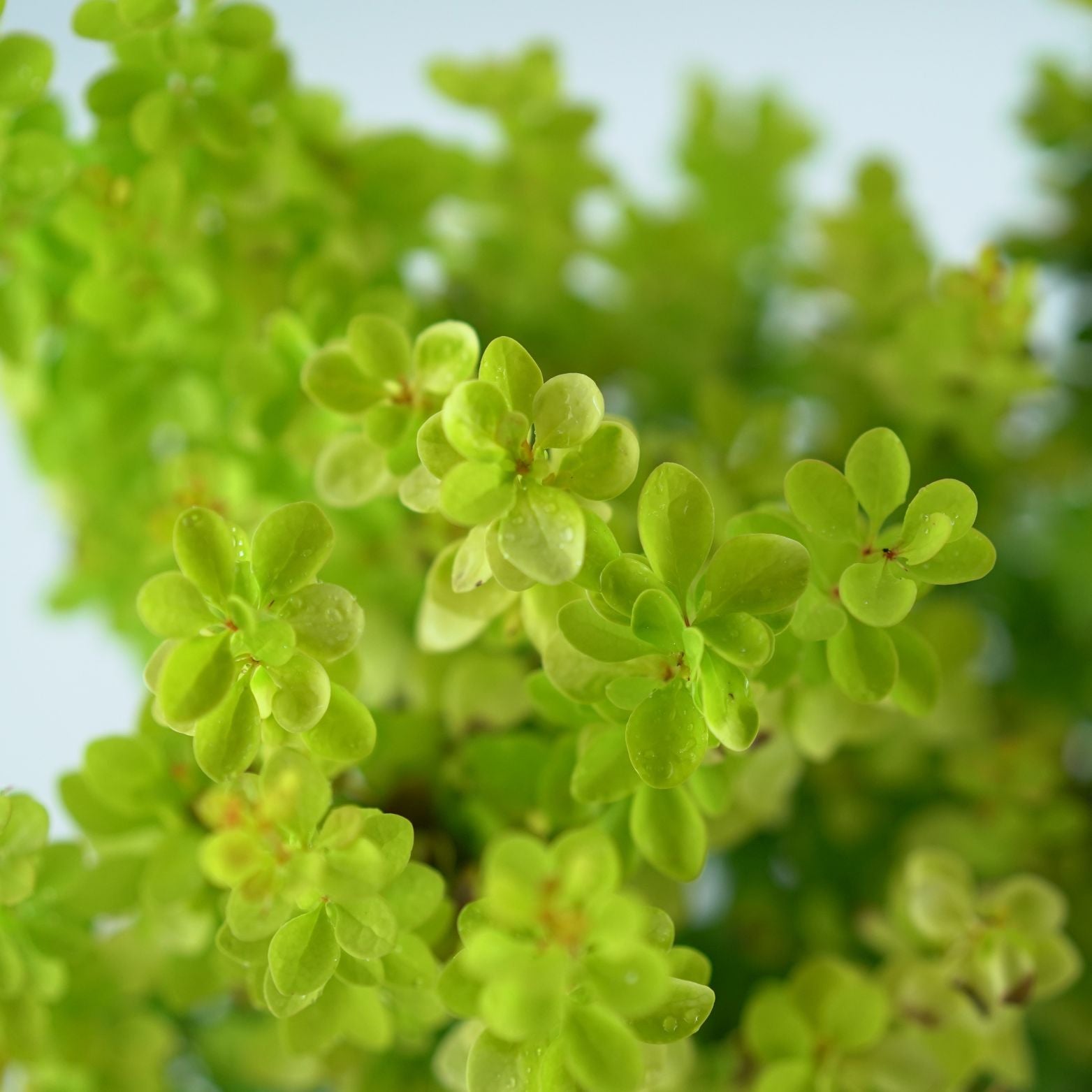 BERBERIS THUNBERGA 'MARIA' Berberys