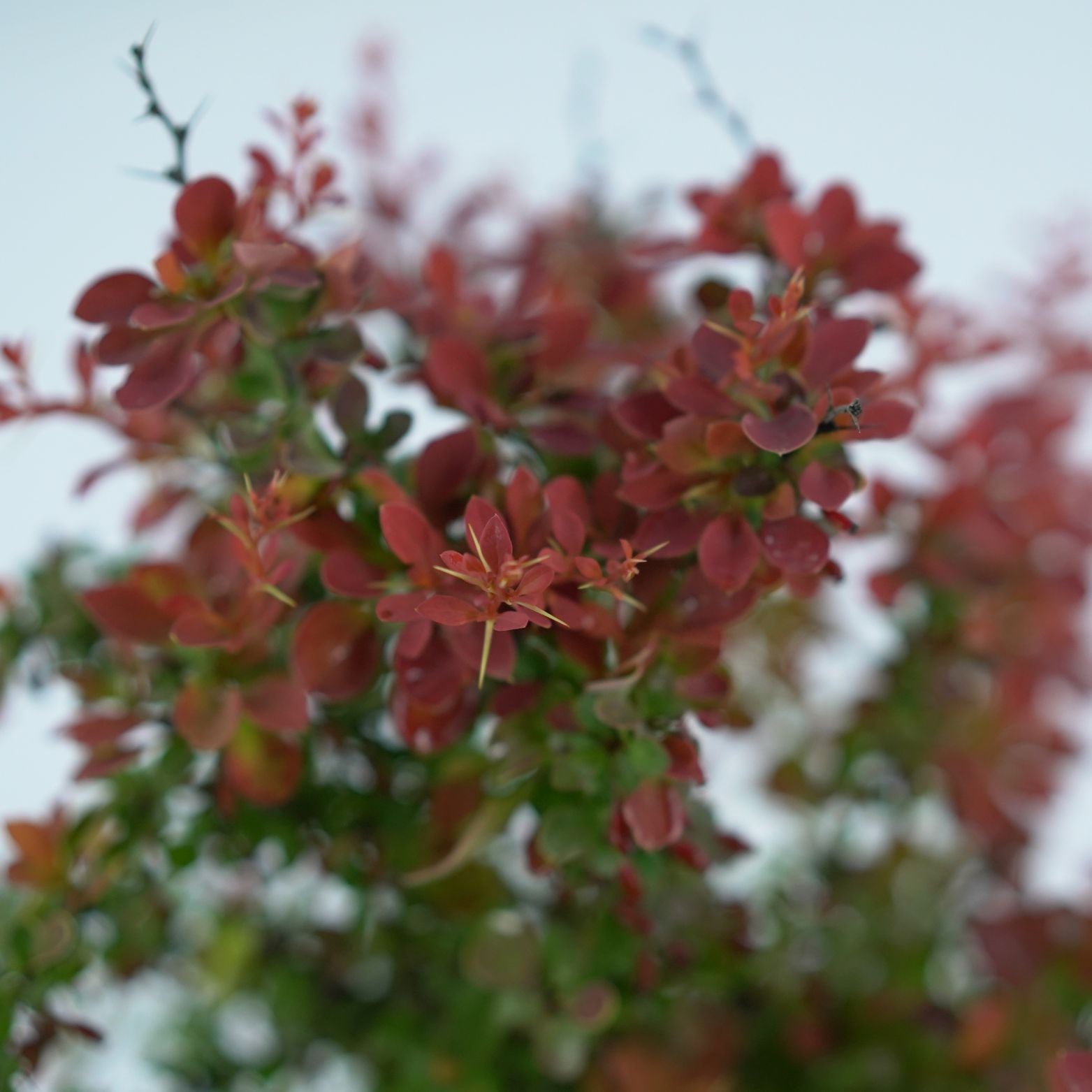 BERBERIS THUNBERGA 'RED HOT CHILLI' Berberys