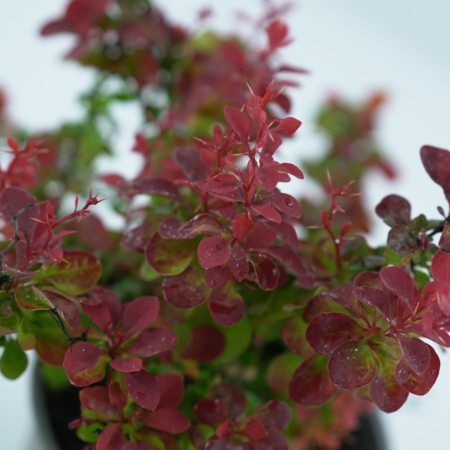 BERBERIS THUNBERGA 'RUBY STAR' Berberys