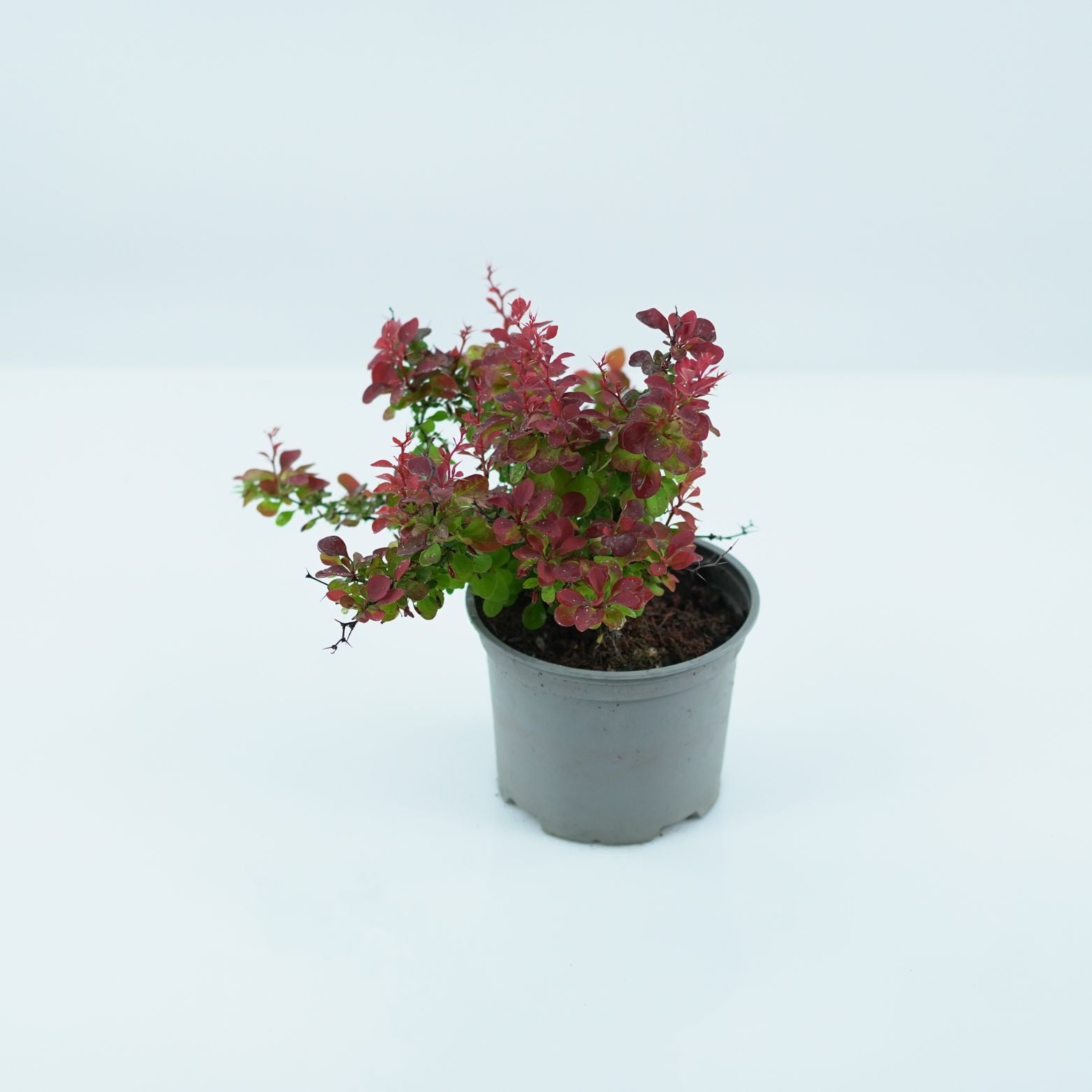 BERBERIS THUNBERGA 'RUBY STAR' Berberys