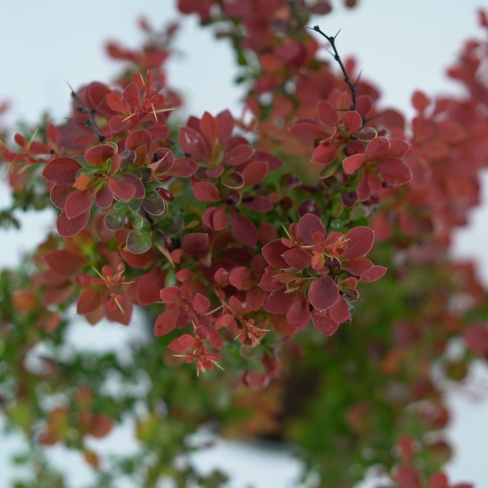 BERBERIS THUNBERGII 'ADMIRATION' Berberys 1