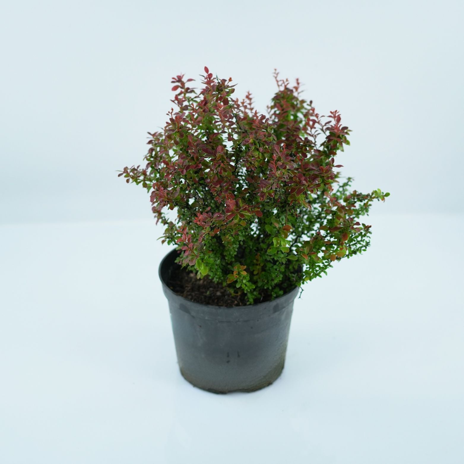 BERBERIS THUNBERGII 'ADMIRATION' Berberys 1