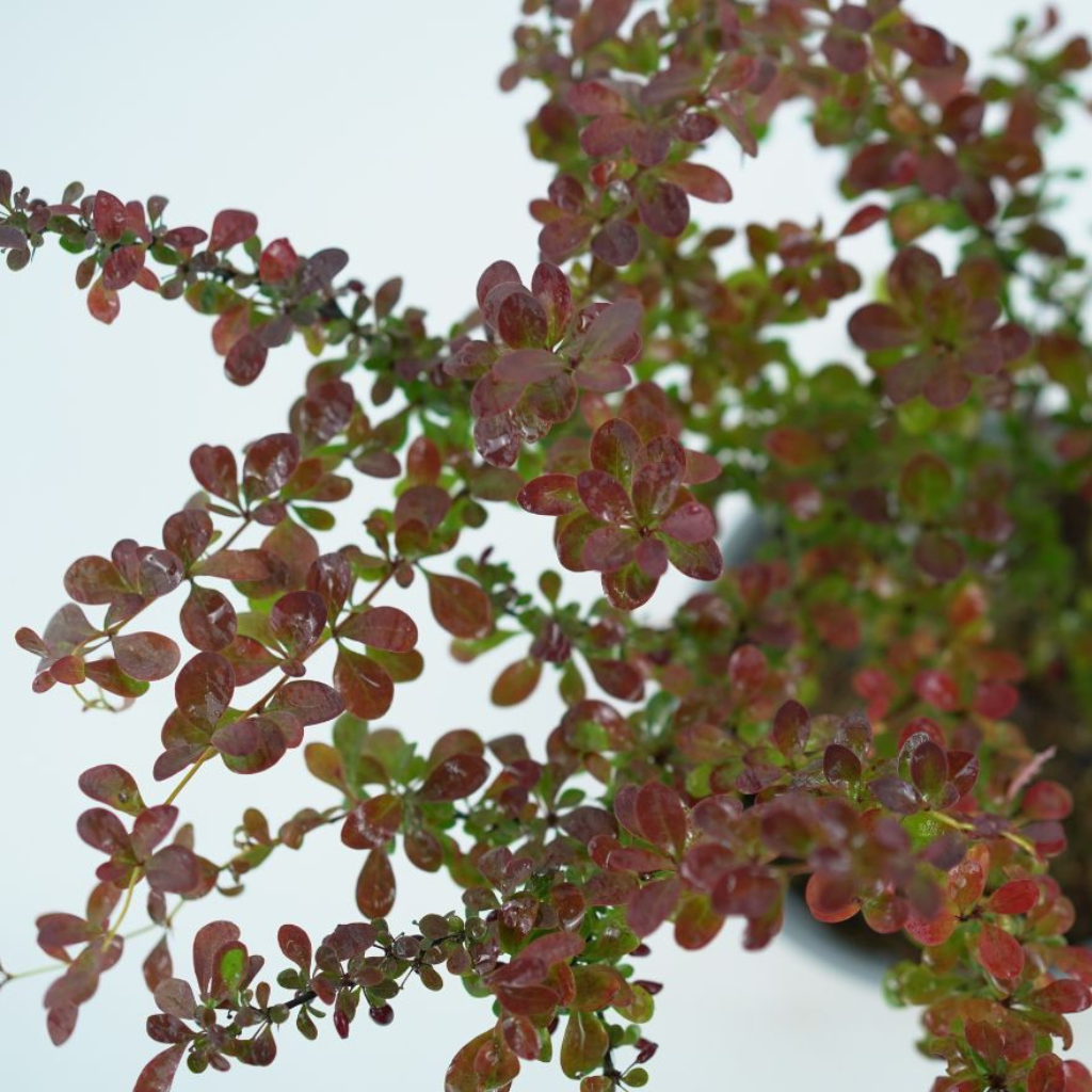 BERBERIS THUNBERGII 'DART'S RED LADY' Berberys
