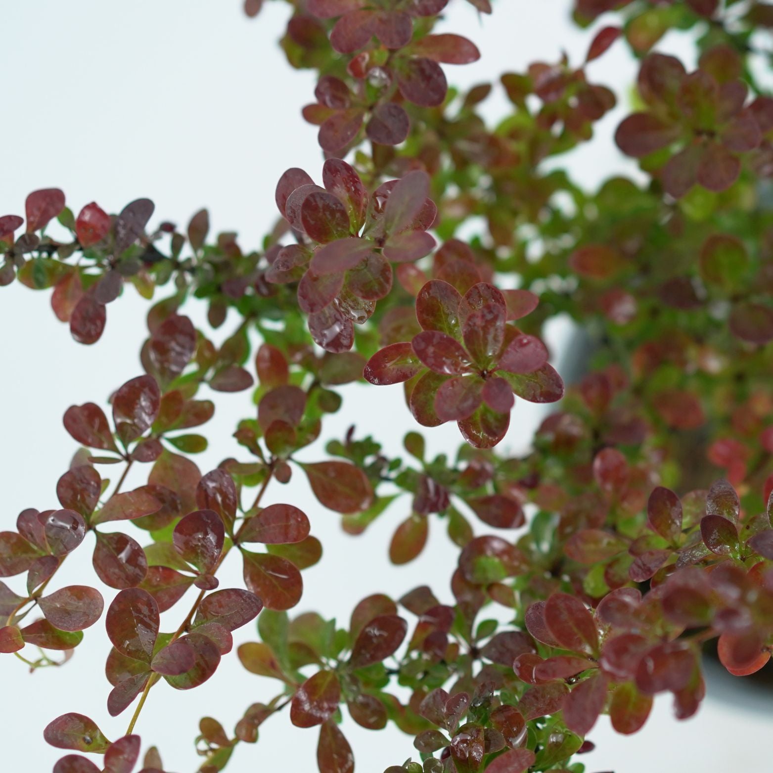 BERBERIS THUNBERGII 'DART'S RED LADY' Berberys