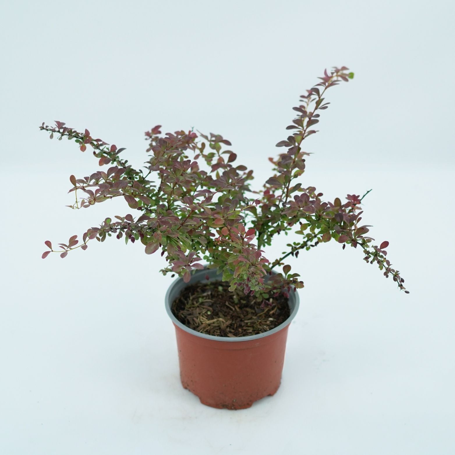 BERBERIS THUNBERGII 'DART'S RED LADY' Berberys