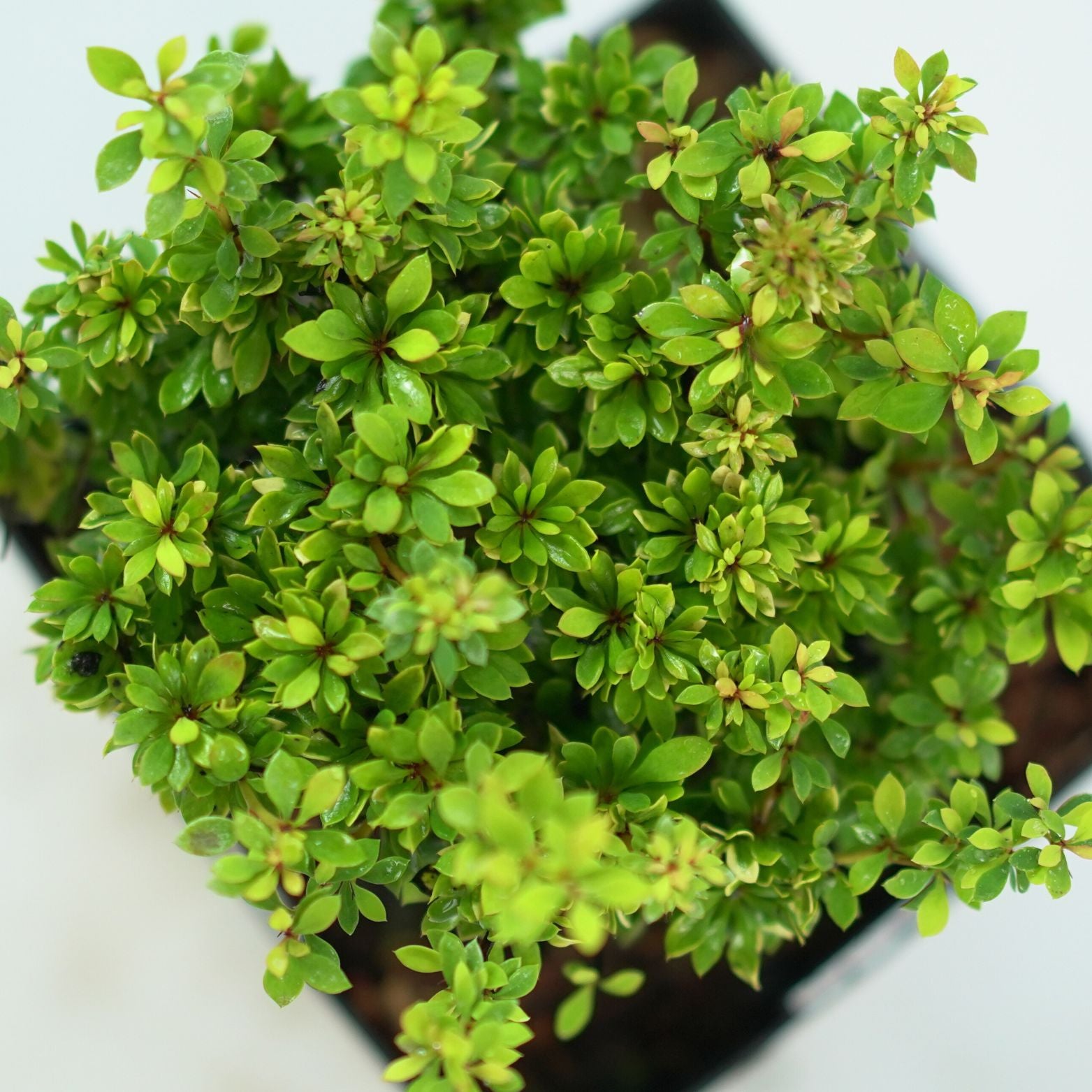 BERBERIS THUNBERGII 'GOLDALITA' Berberys