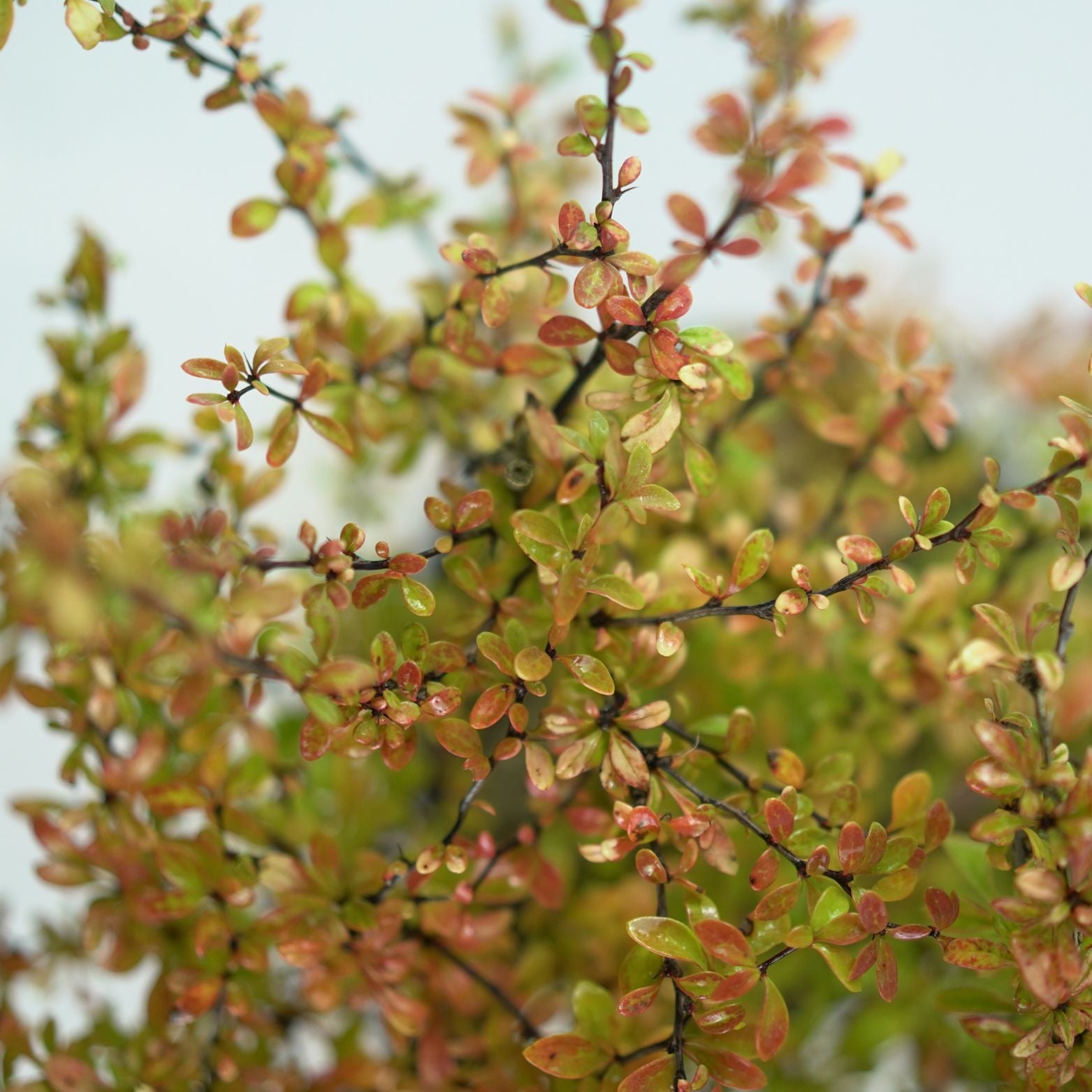 BERBERIS THUNBERGII 'GOLDEN DREAM' Berberys