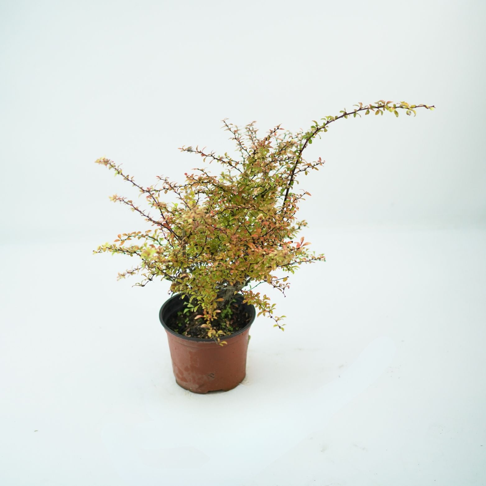 BERBERIS THUNBERGII 'GOLDEN DREAM' Berberys