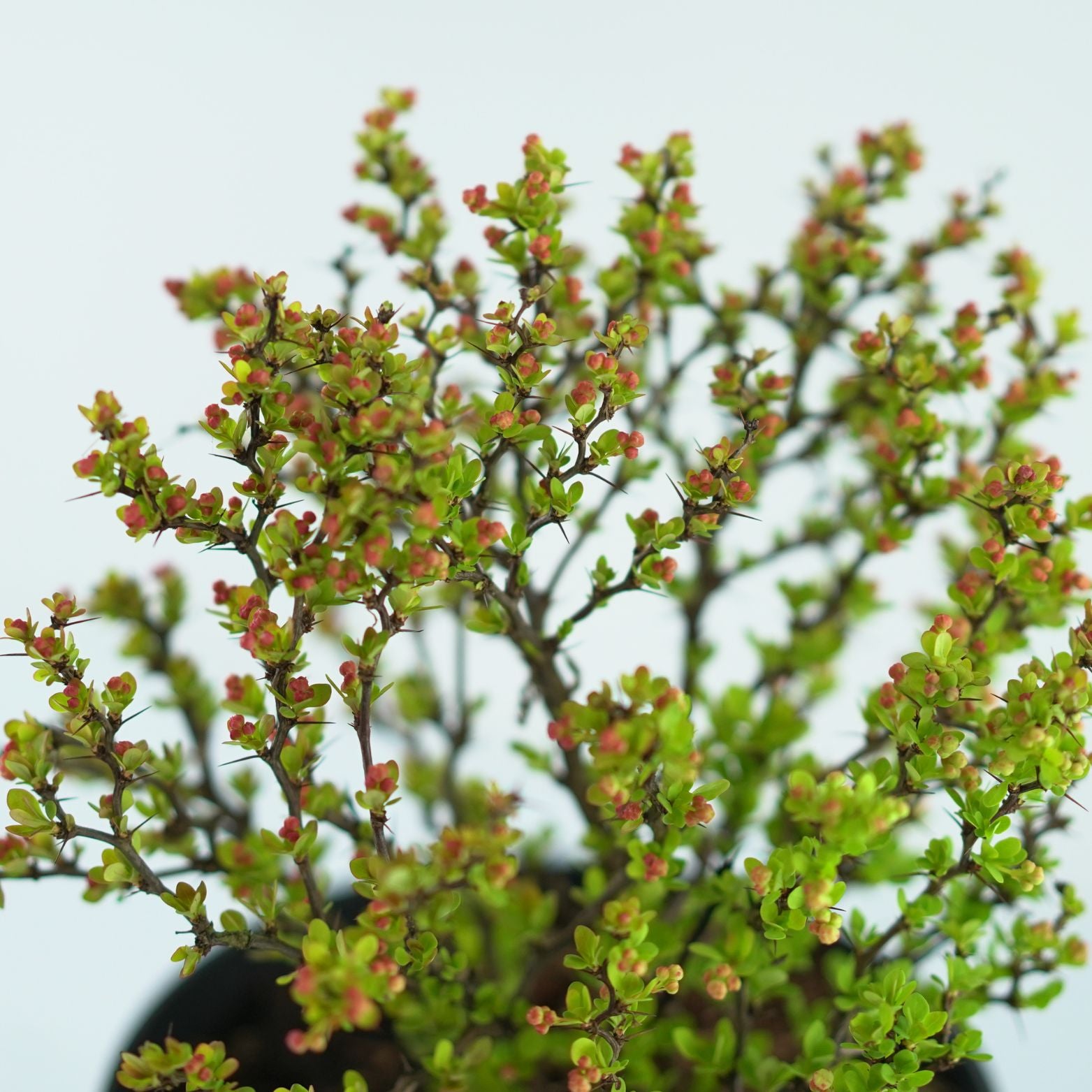 BERBERIS THUNBERGII 'GOLDEN NUGGET' Berberys