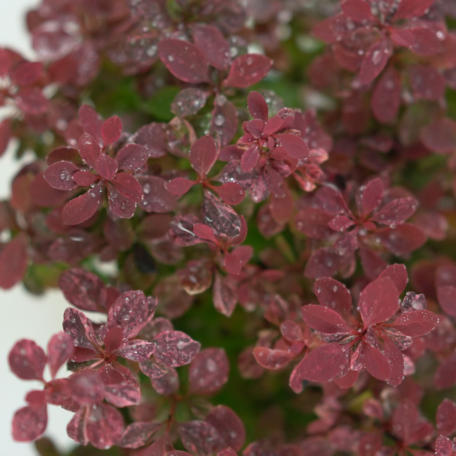 BERBERIS THUNBERGII 'INSPIRATION' Berberys
