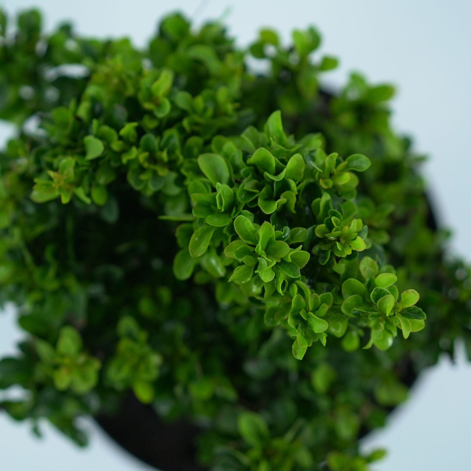 BERBERIS THUNBERGII 'KOBOLD' Berberys