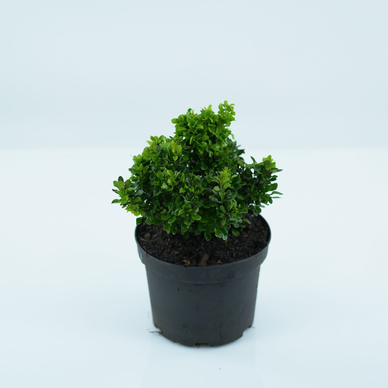 BERBERIS THUNBERGII 'KOBOLD' Berberys