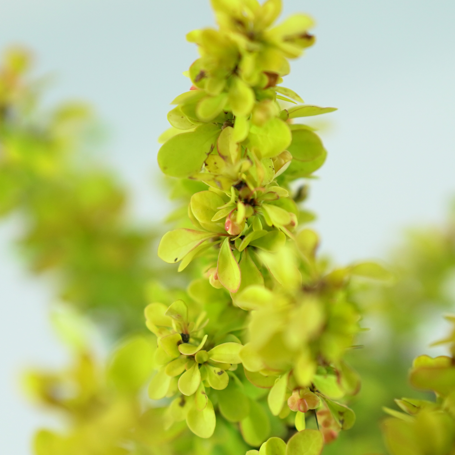 BERBERIS THUNBERGII 'MARIA' Berberys