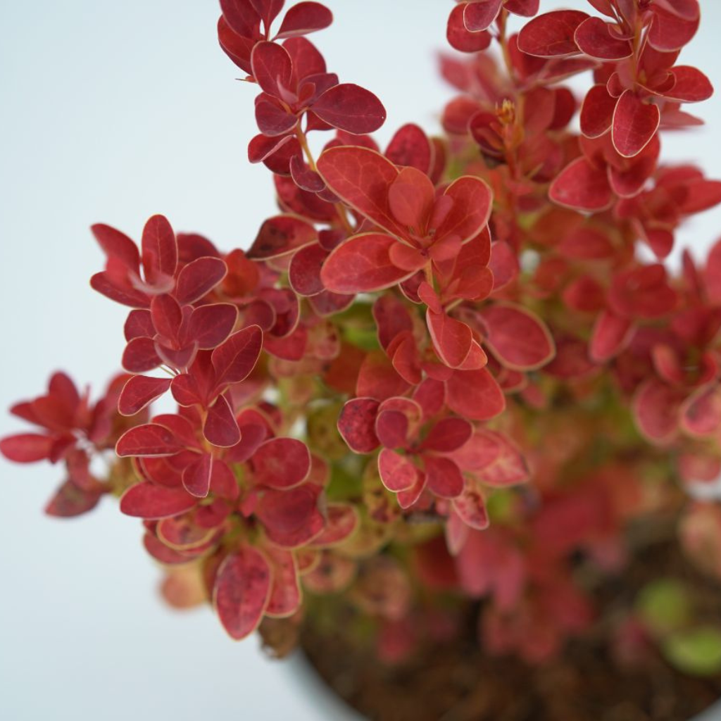 BERBERIS THUNBERGII 'ORANGE ICE' Berberys