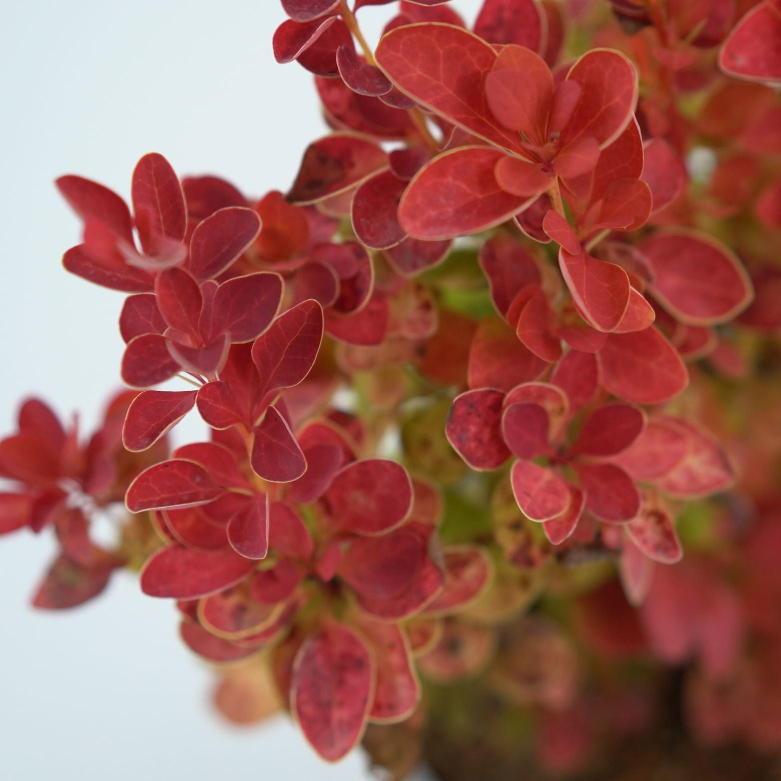 BERBERIS THUNBERGII 'ORANGE ICE' Berberys
