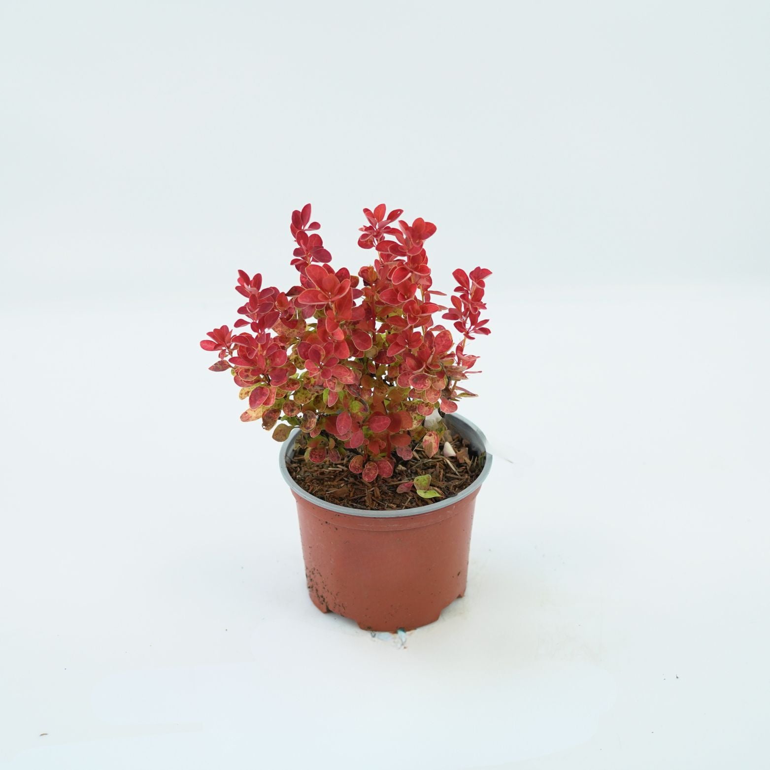 BERBERIS THUNBERGII 'ORANGE ICE' Berberys