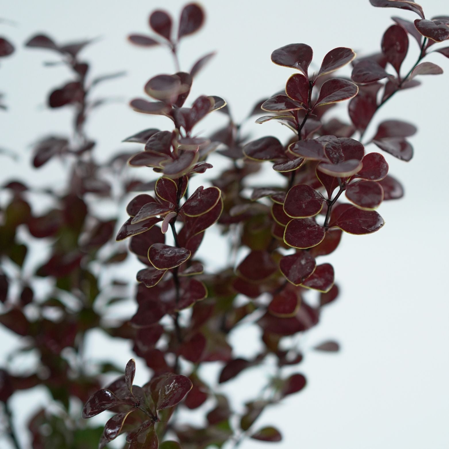 BERBERIS THUNBERGII 'ORANGE ROCKET' Berberys