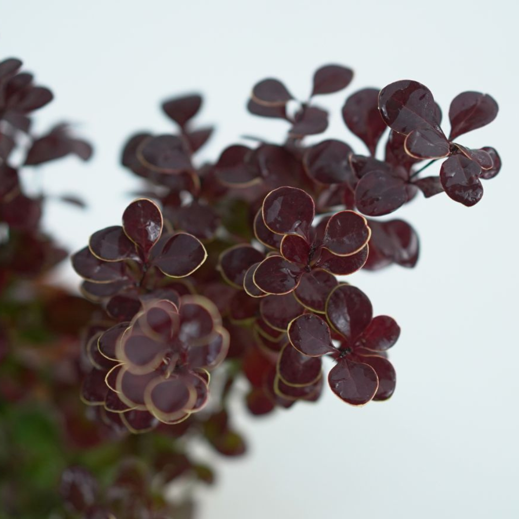 BERBERIS THUNBERGII 'ORANGE ROCKET' Berberys