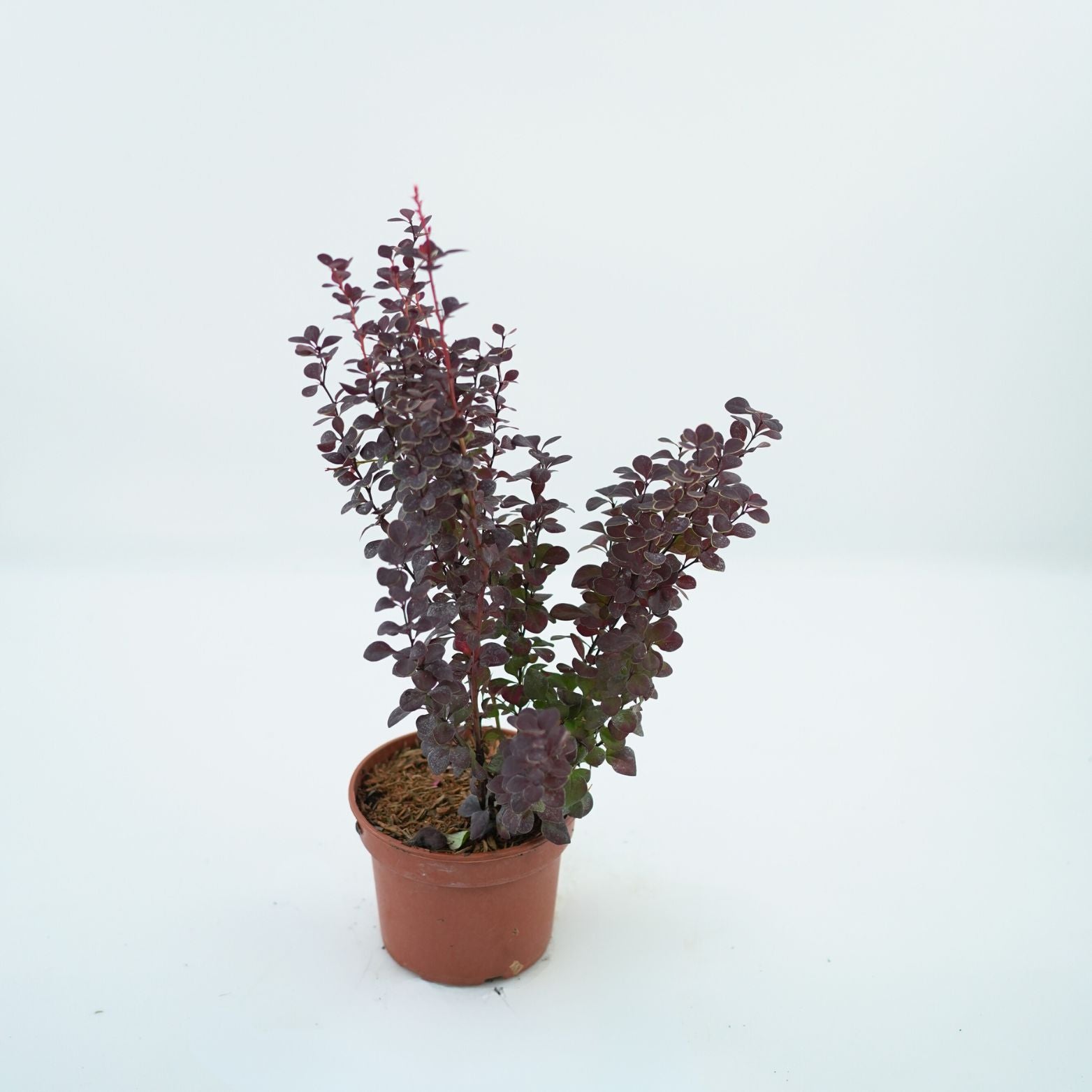 BERBERIS THUNBERGII 'ORANGE ROCKET' Berberys