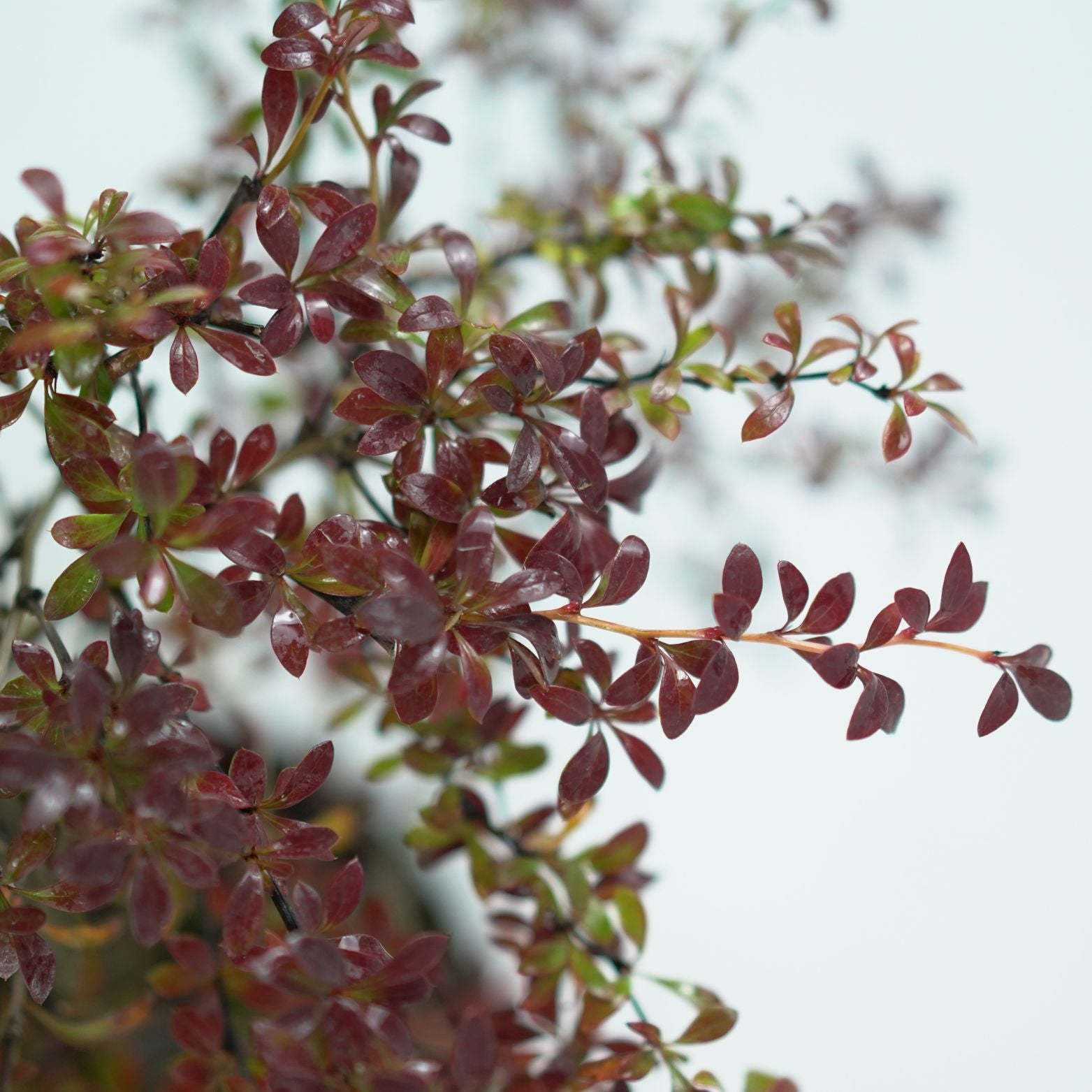 BERBERIS THUNBERGII 'RED DREAM' Berberys