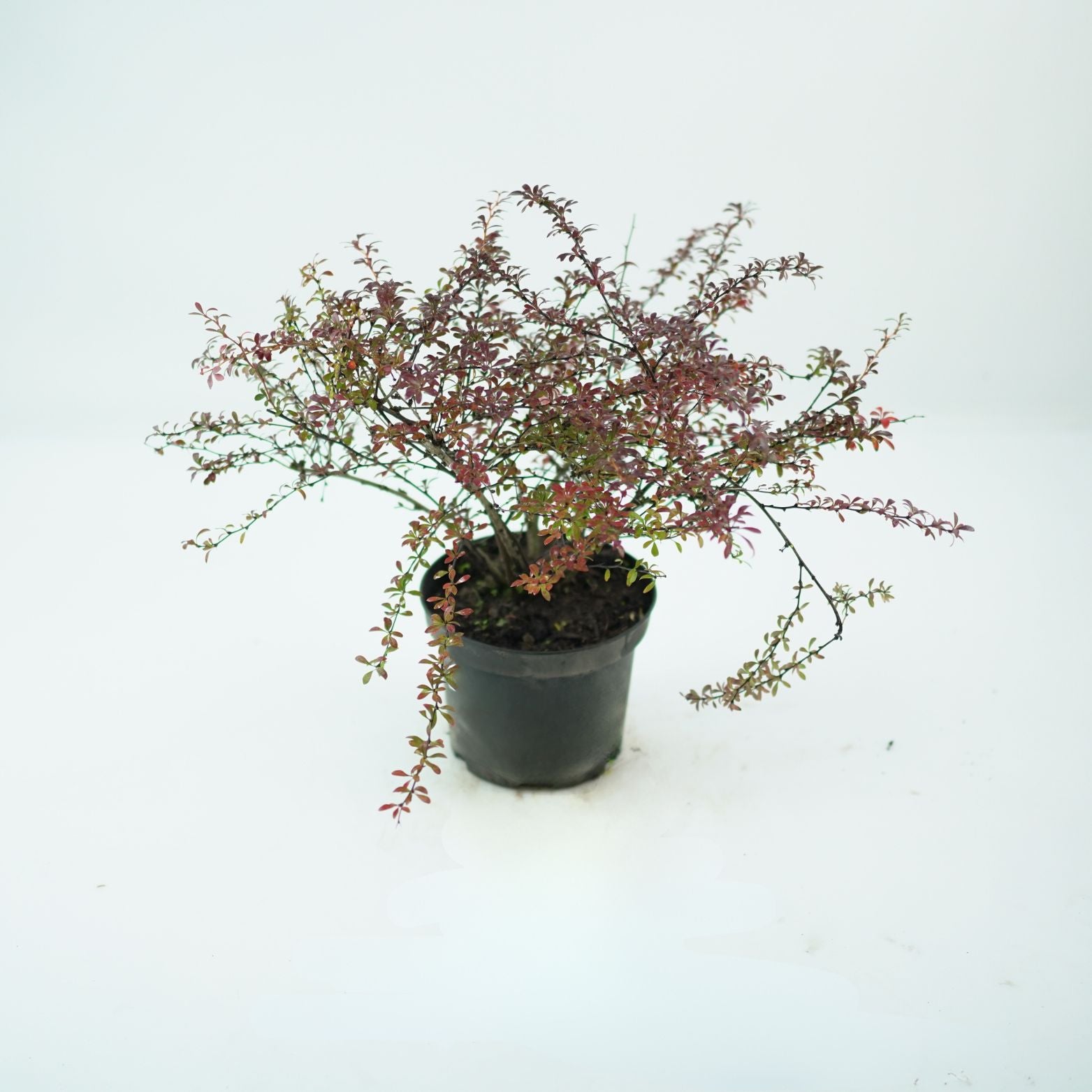 BERBERIS THUNBERGII 'RED DREAM' Berberys