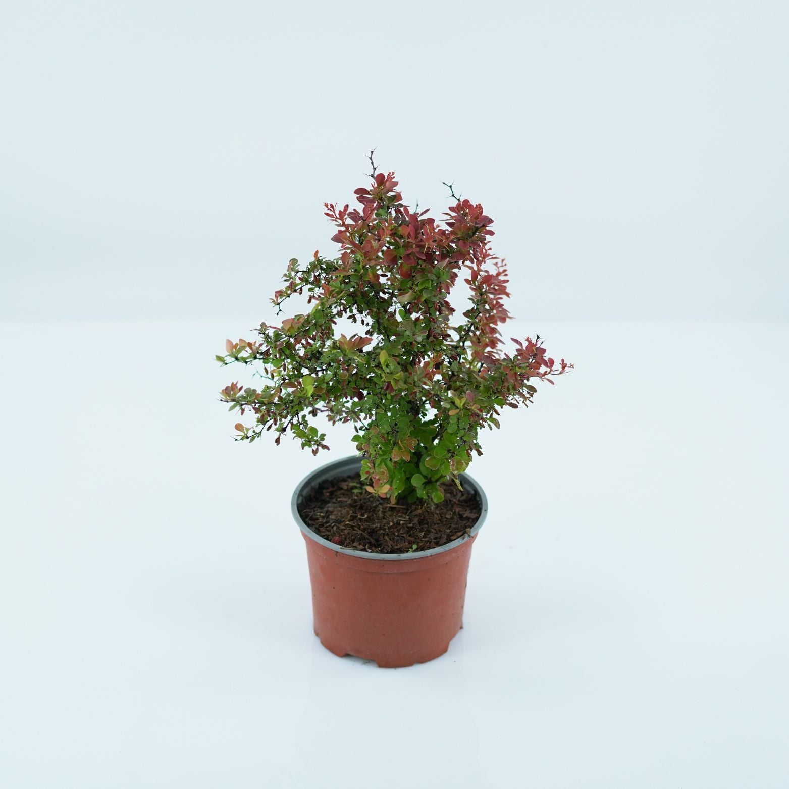 BERBERIS THUNBERGA 'RED HOT CHILLI' Berberys