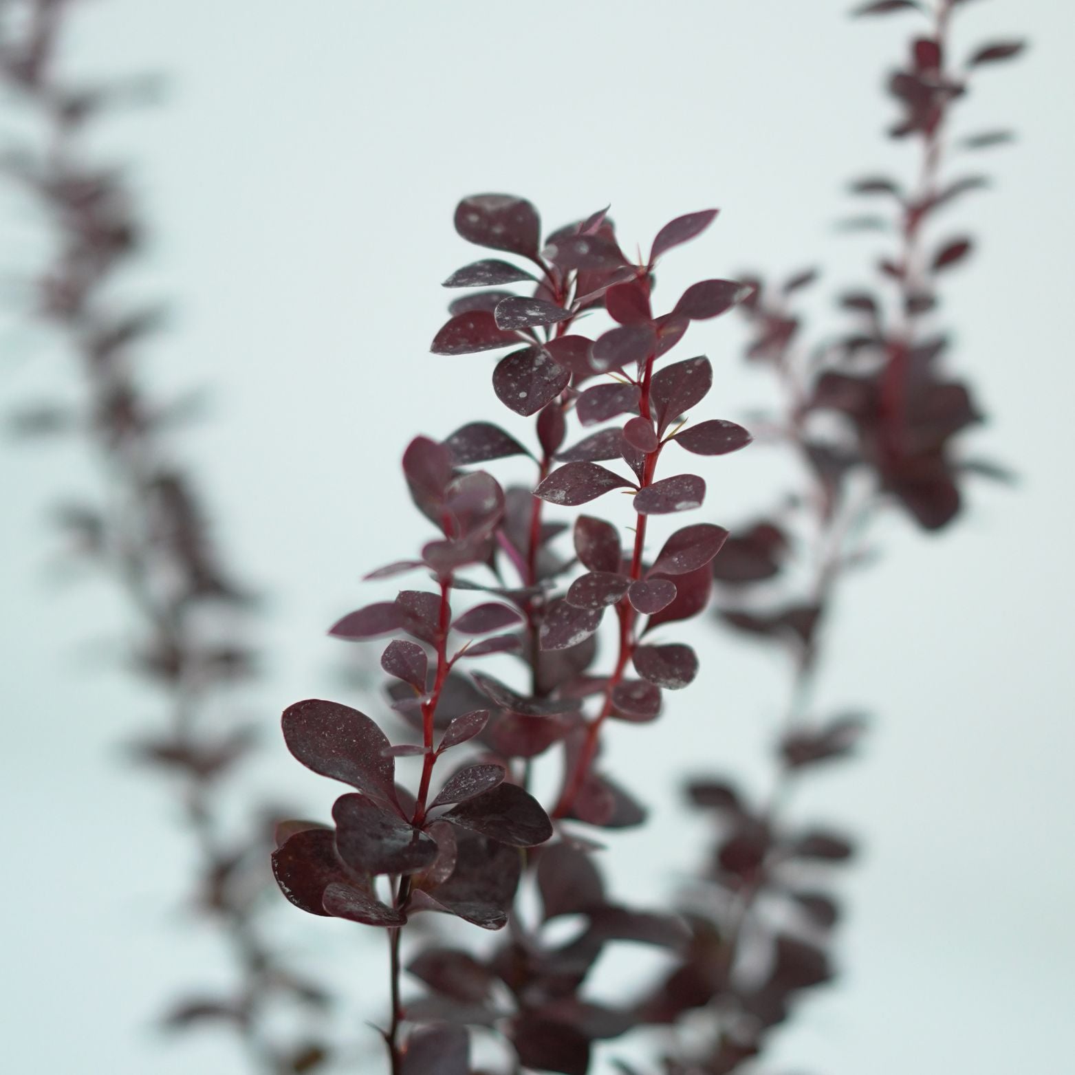 BERBERIS THUNBERGII 'SUMMER CHOCOLATE' Berberys