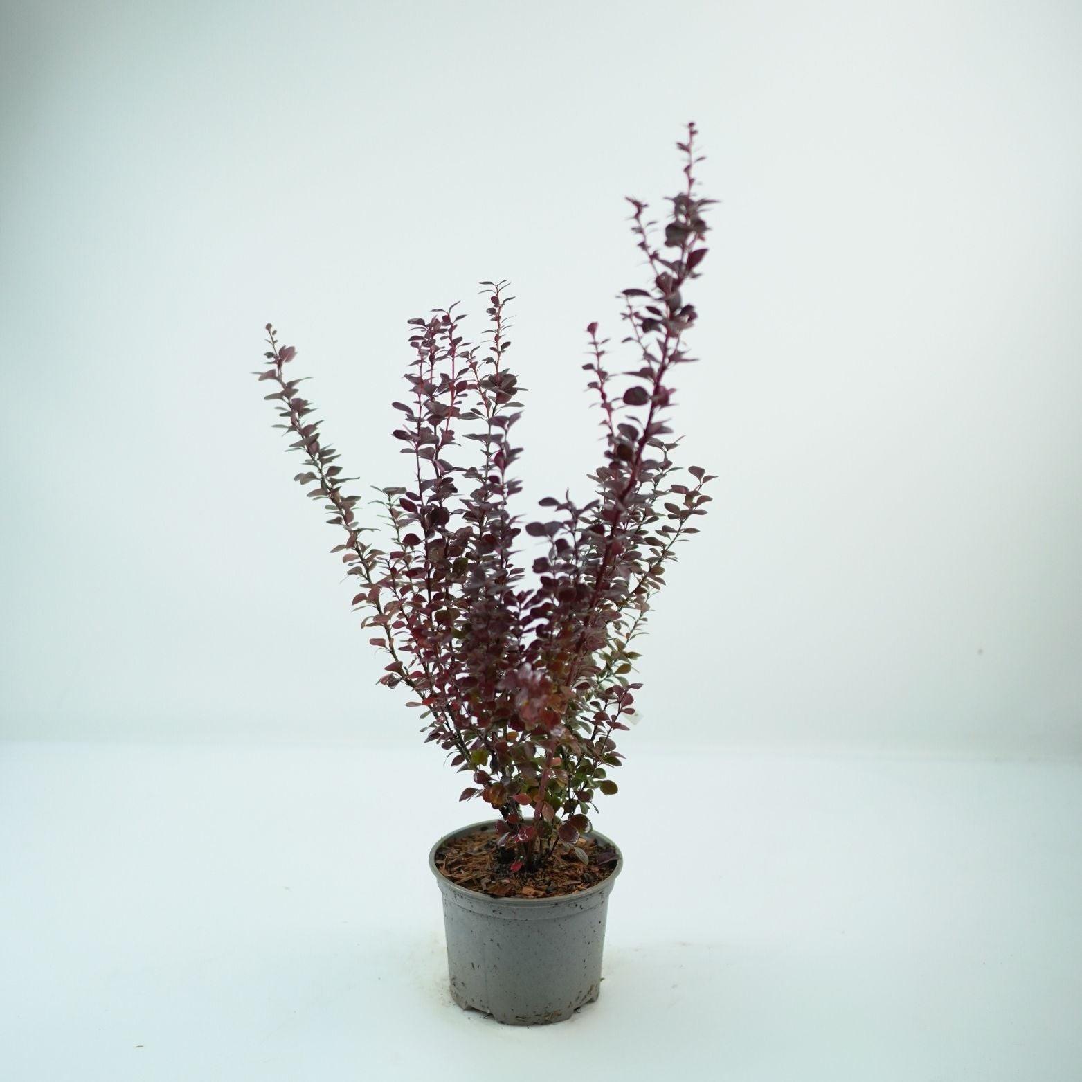 BERBERIS THUNBERGII 'SUMMER CHOCOLATE' Berberys