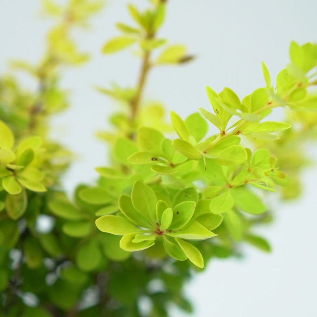 BERBERIS THUNBERGII 'SUNNY' Berberys