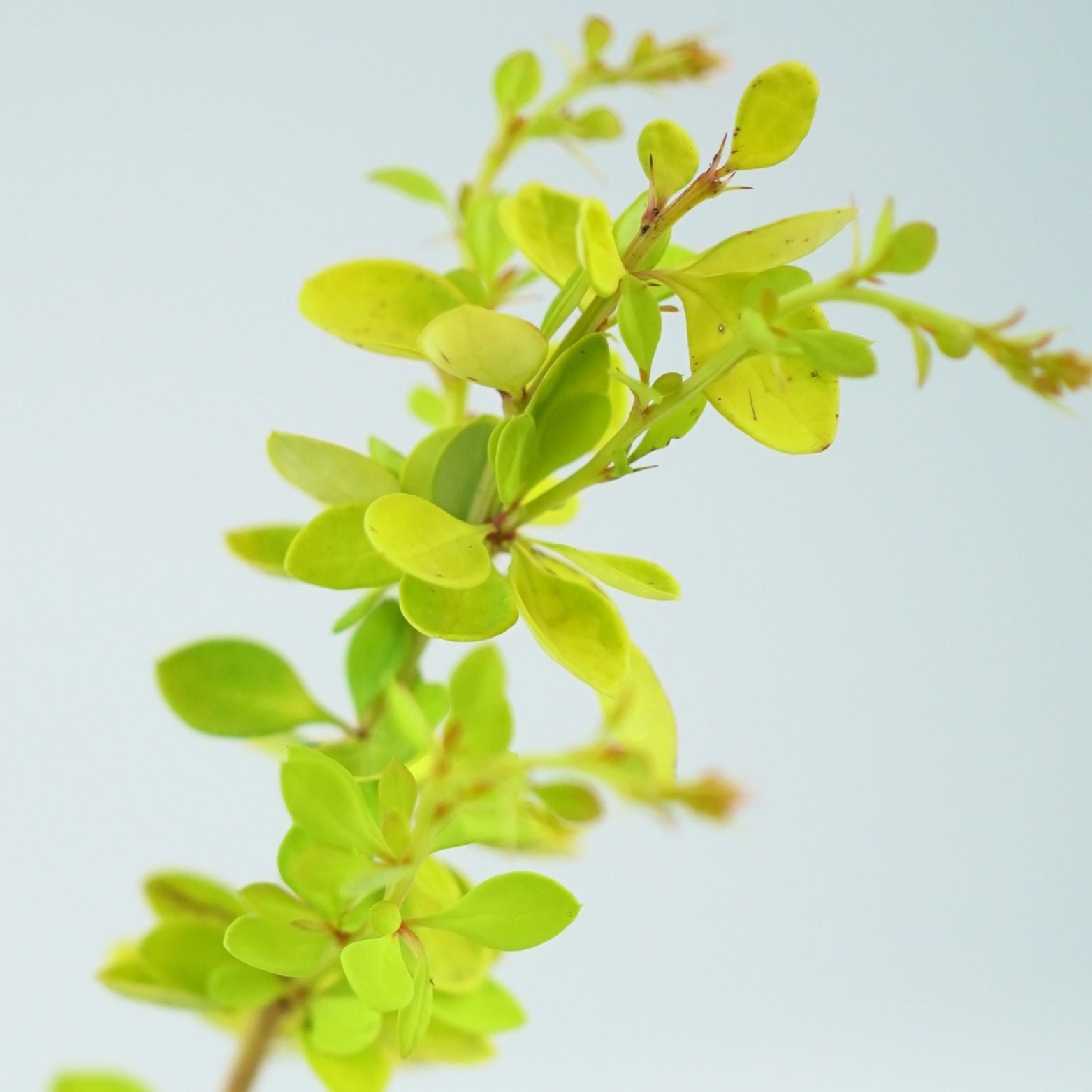BERBERIS THUNBERGII 'SUNNY' Berberys