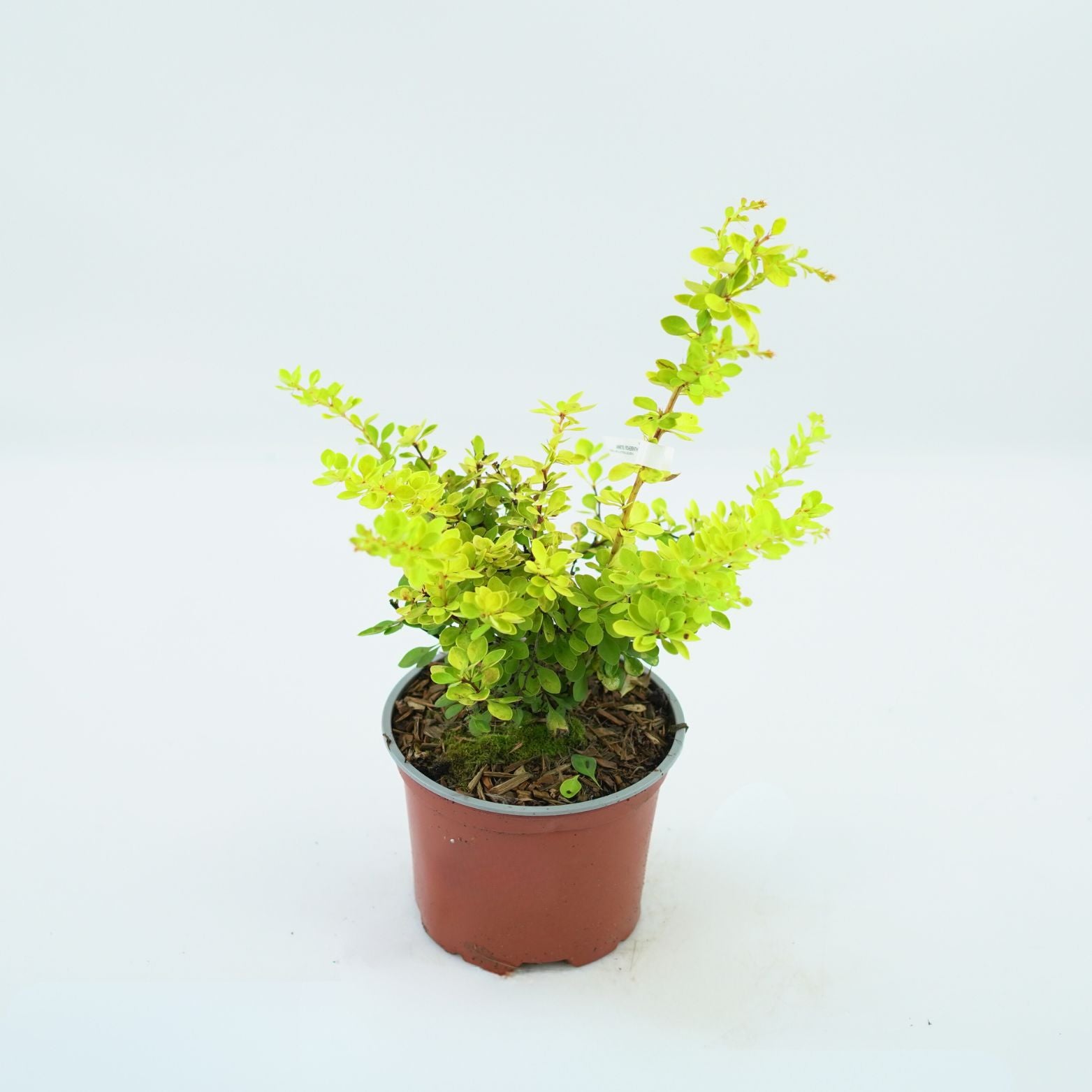 BERBERIS THUNBERGII 'SUNNY' Berberys
