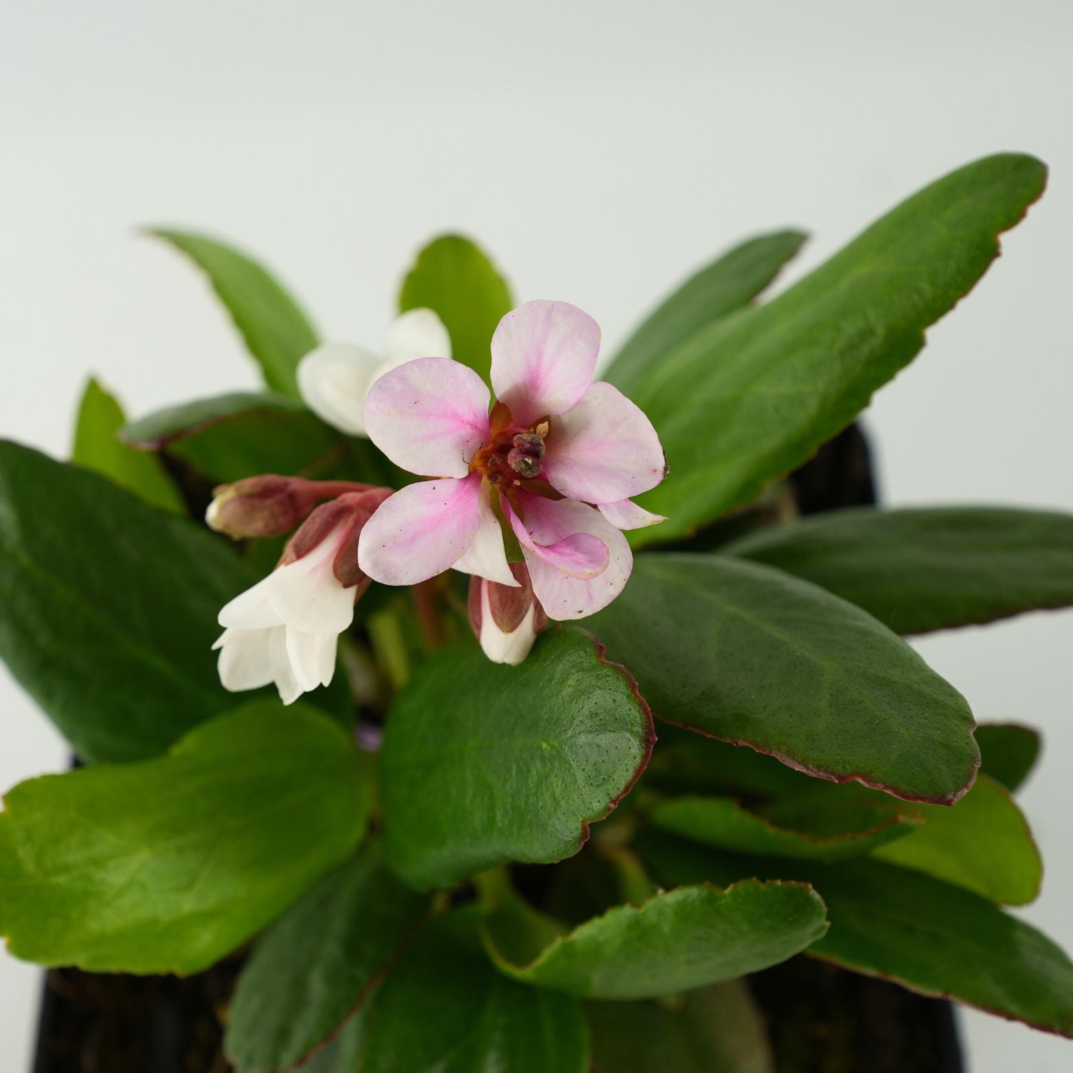 BERGENIA HYBRIDA 'Dragonfly Angel Kiss' Bergenia
