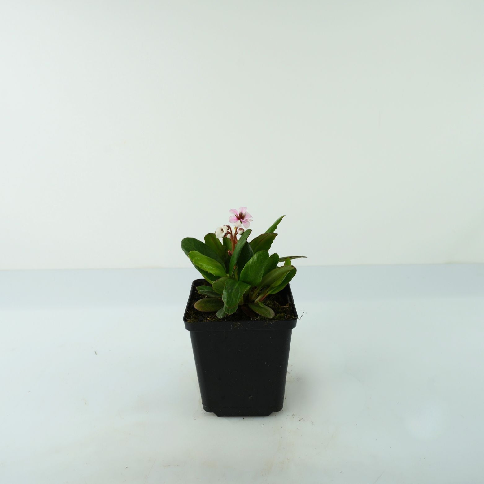 BERGENIA HYBRIDA 'Dragonfly Angel Kiss' Bergenia