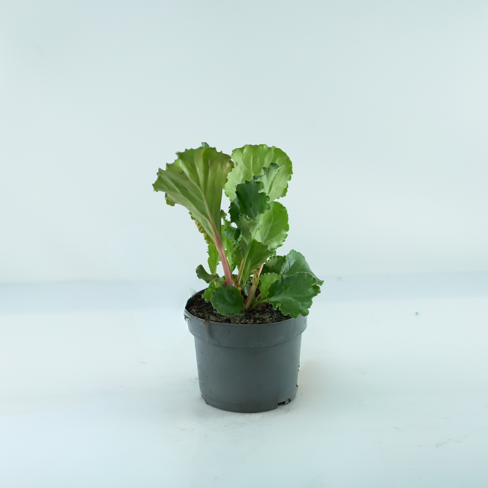 BERGENIA CORDIFOLIA 'RIPPLE EFFECT' Bergenia sercowata