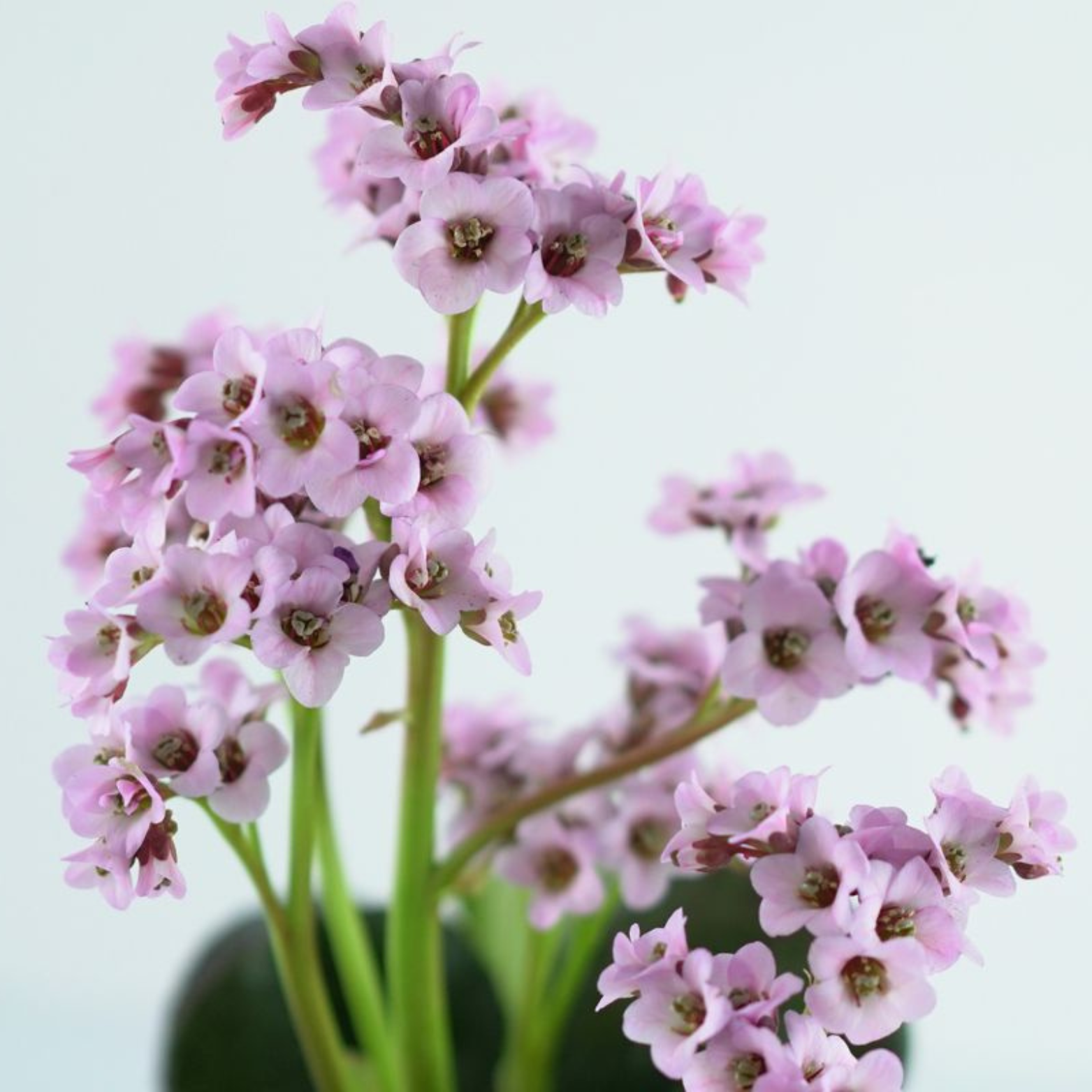 BERGENIA CORDIFOLIA 'Vintage Blush' Bergenia sercowata