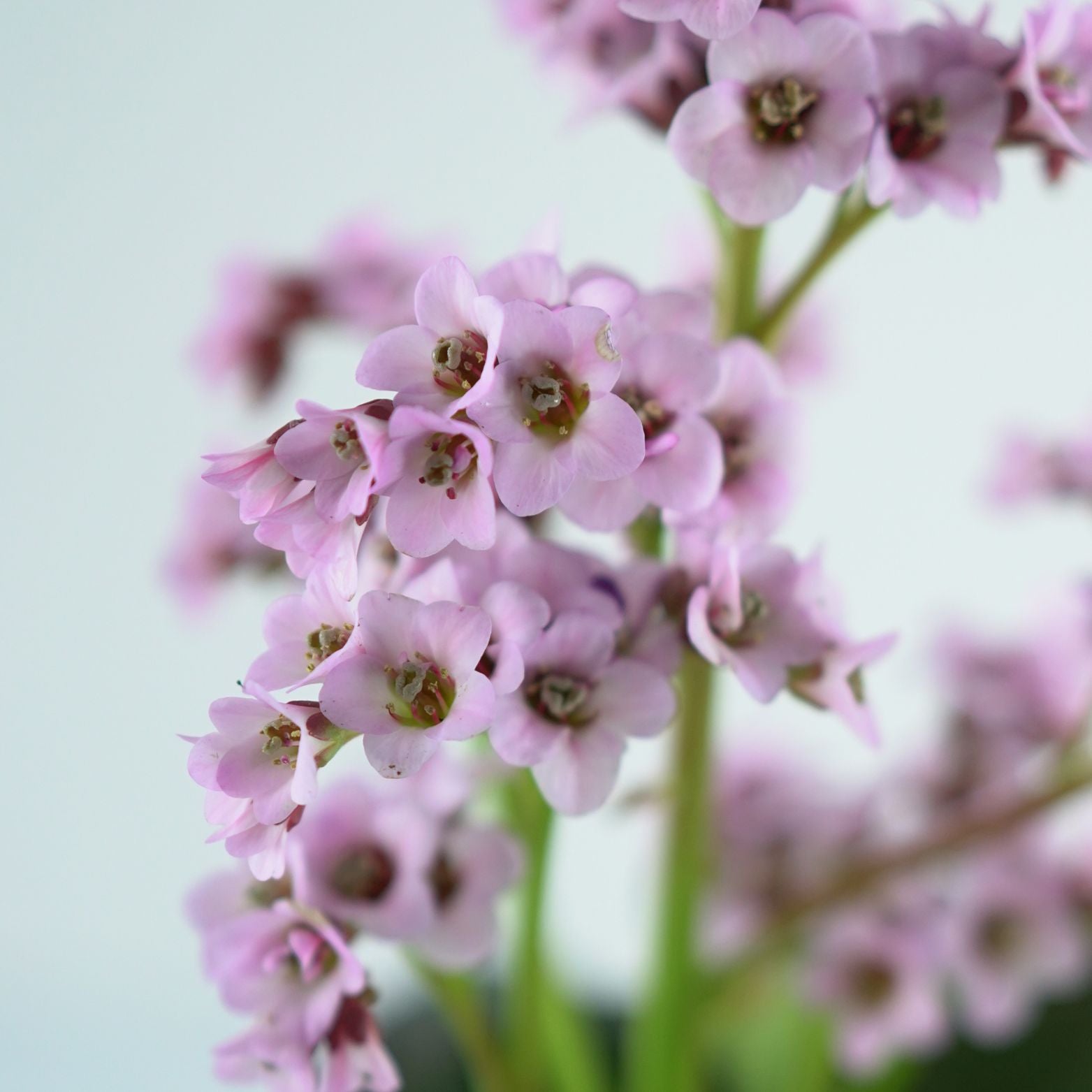 BERGENIA CORDIFOLIA 'Vintage Blush' Bergenia sercowata