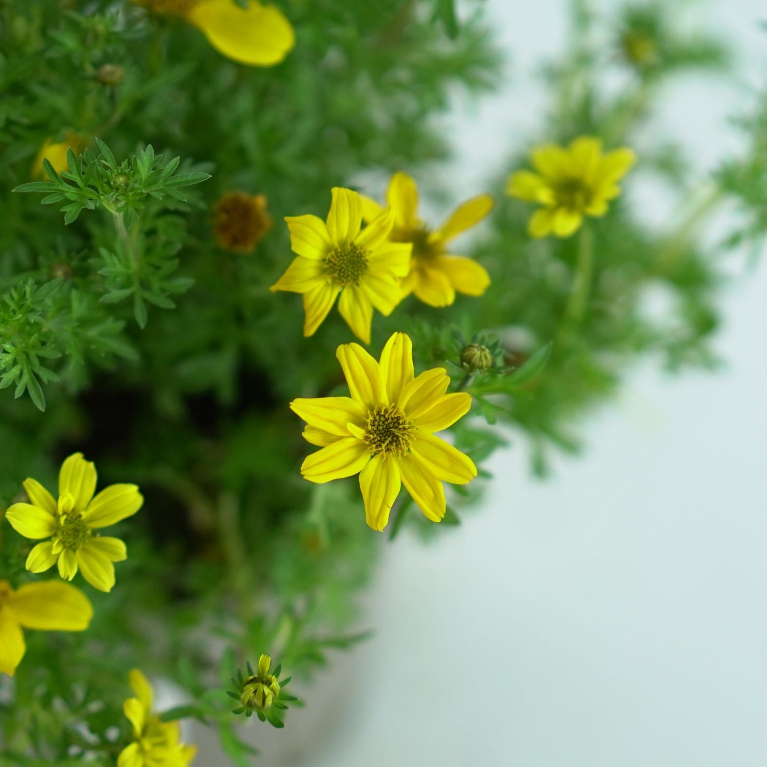 BIDENS FERULIFOLIA 'Eldoro' Bidens